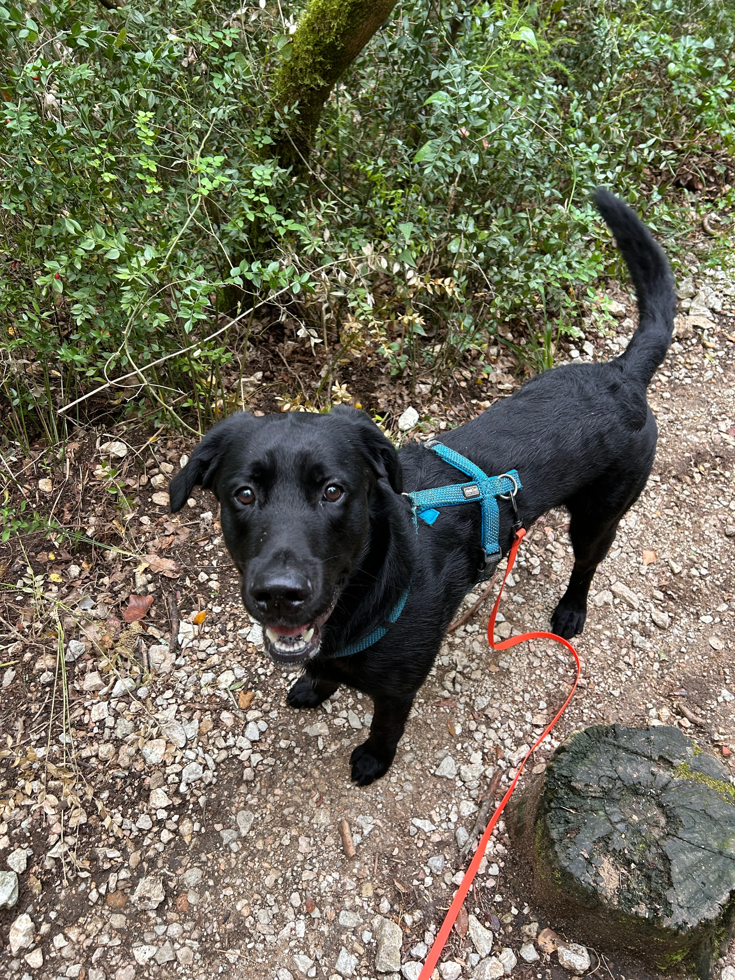Photo Dog'In