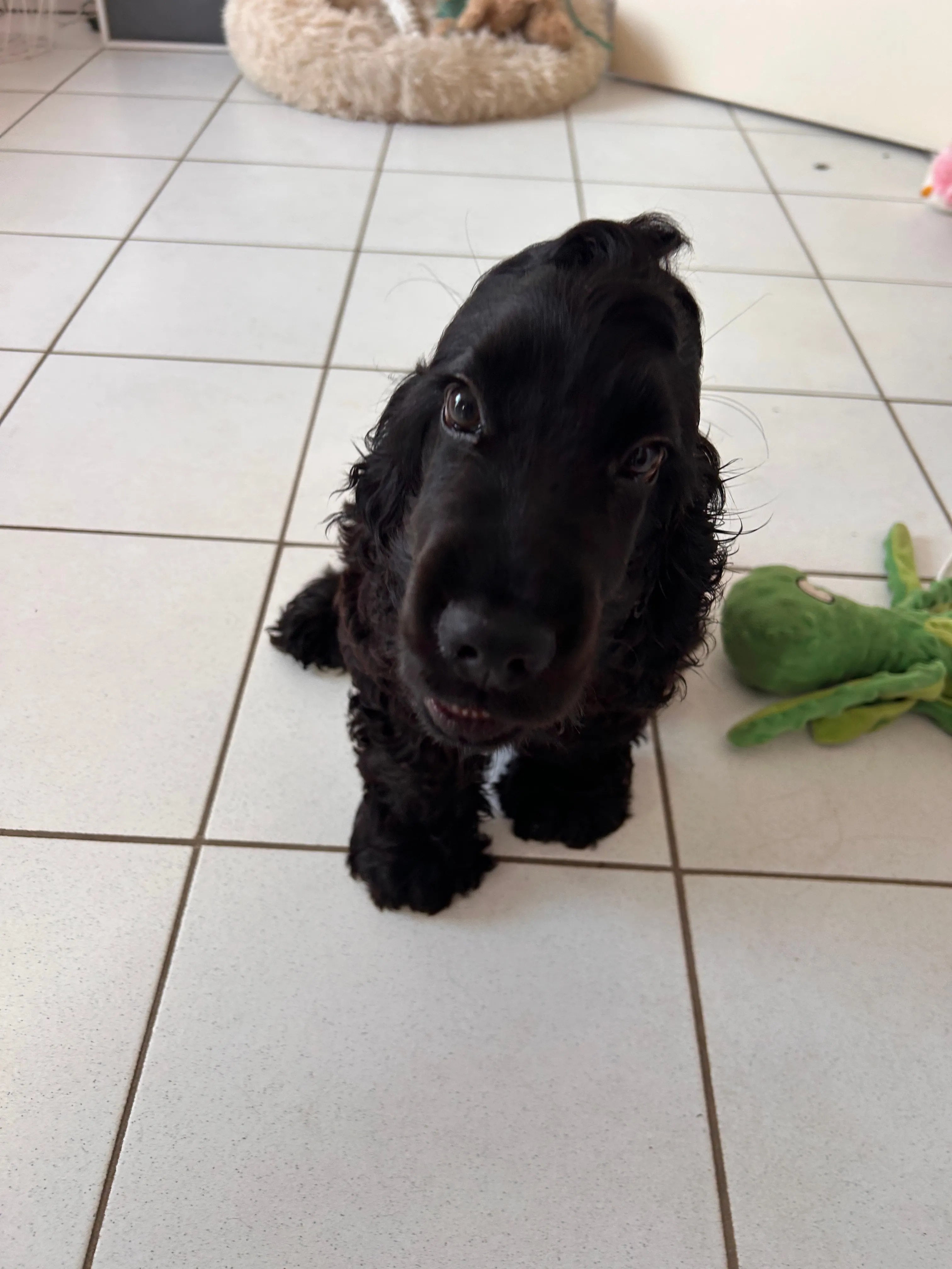 Photo Dog'In
