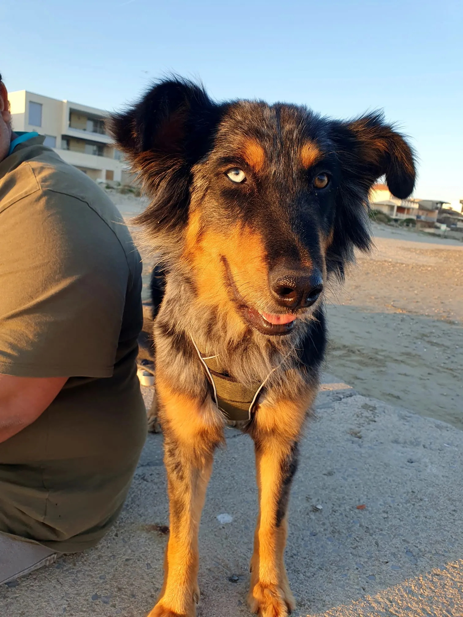 Photo Dog'In