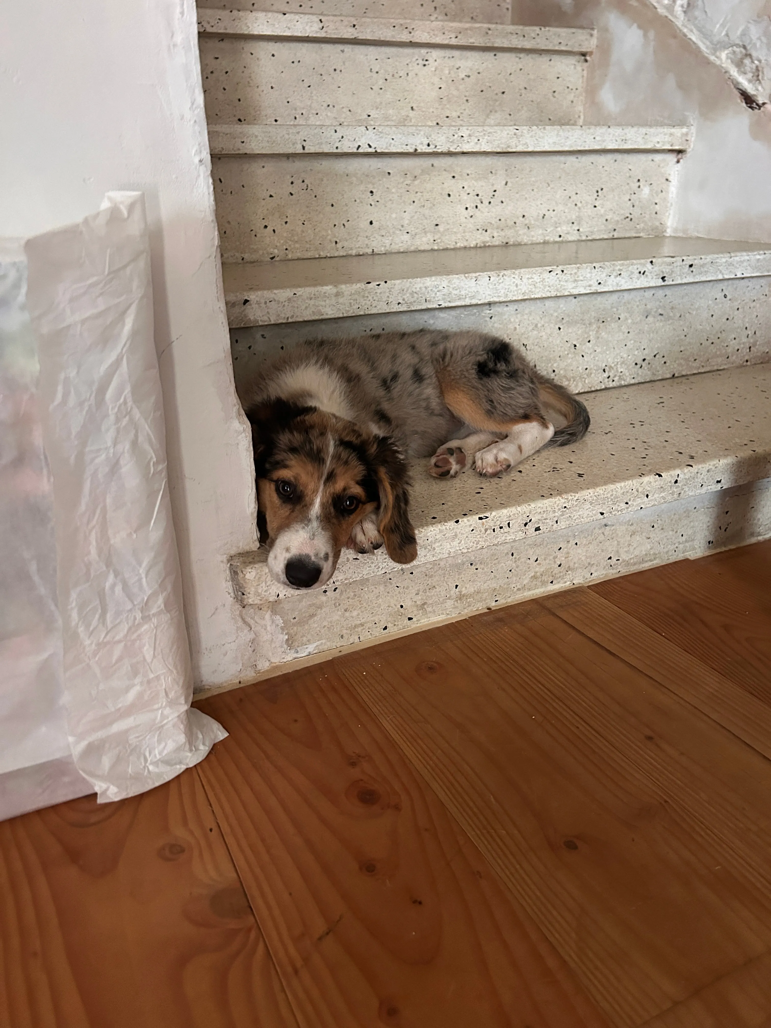 Photo Dog'In