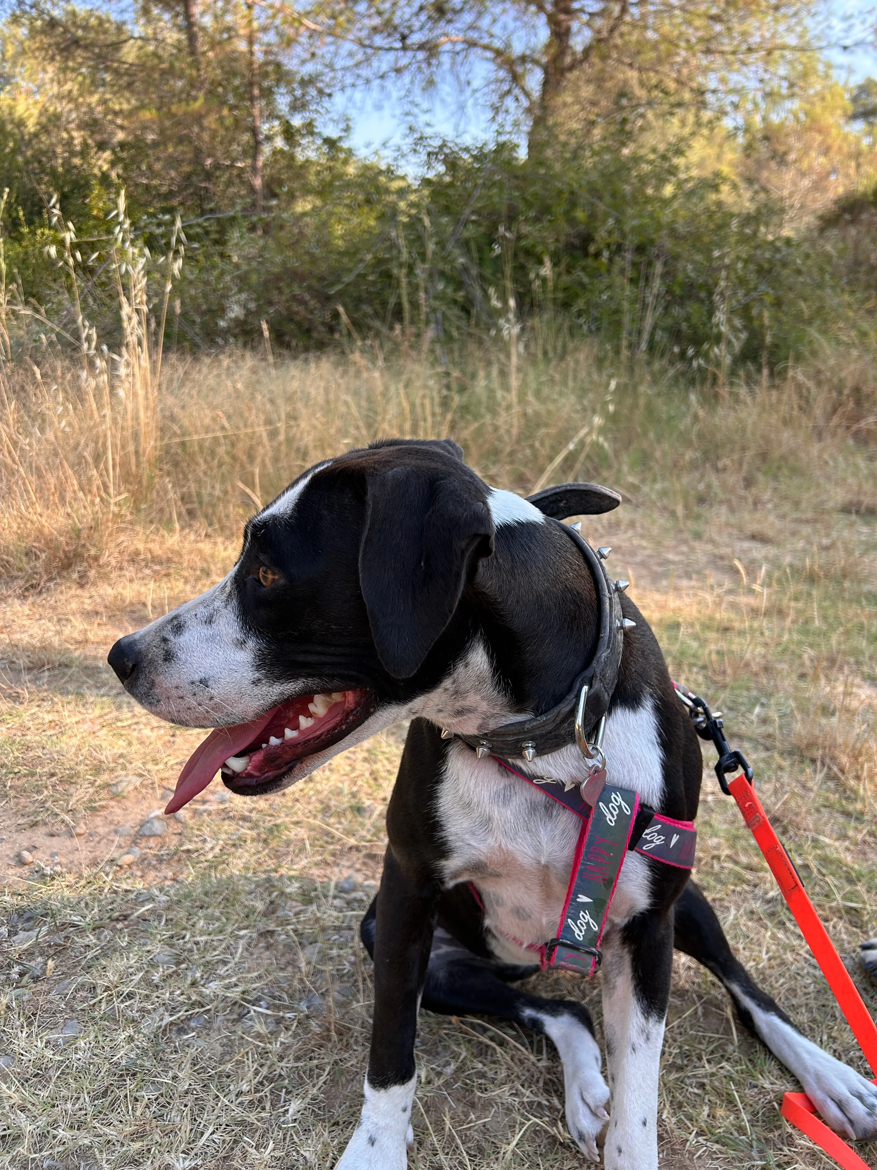 Photo Dog'In