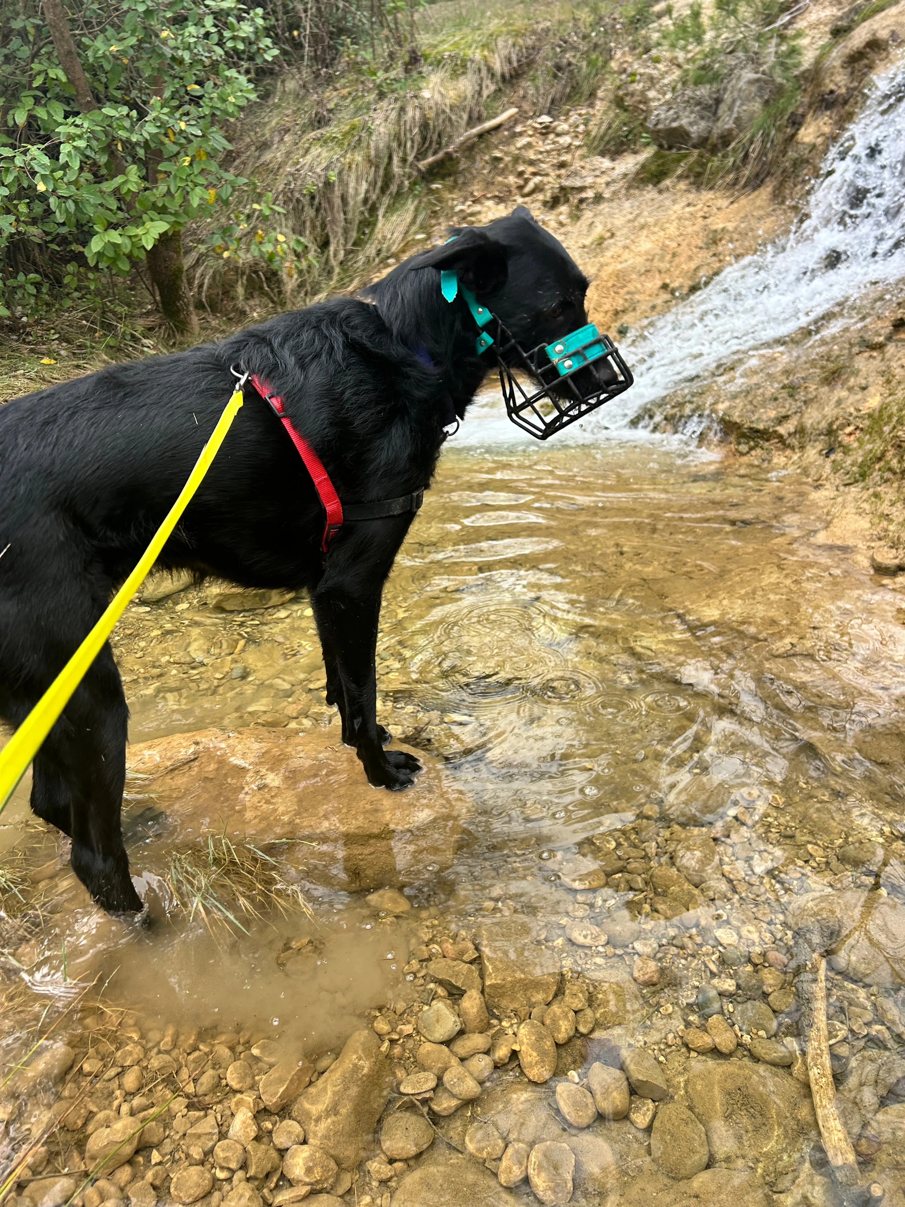Photo Dog'In