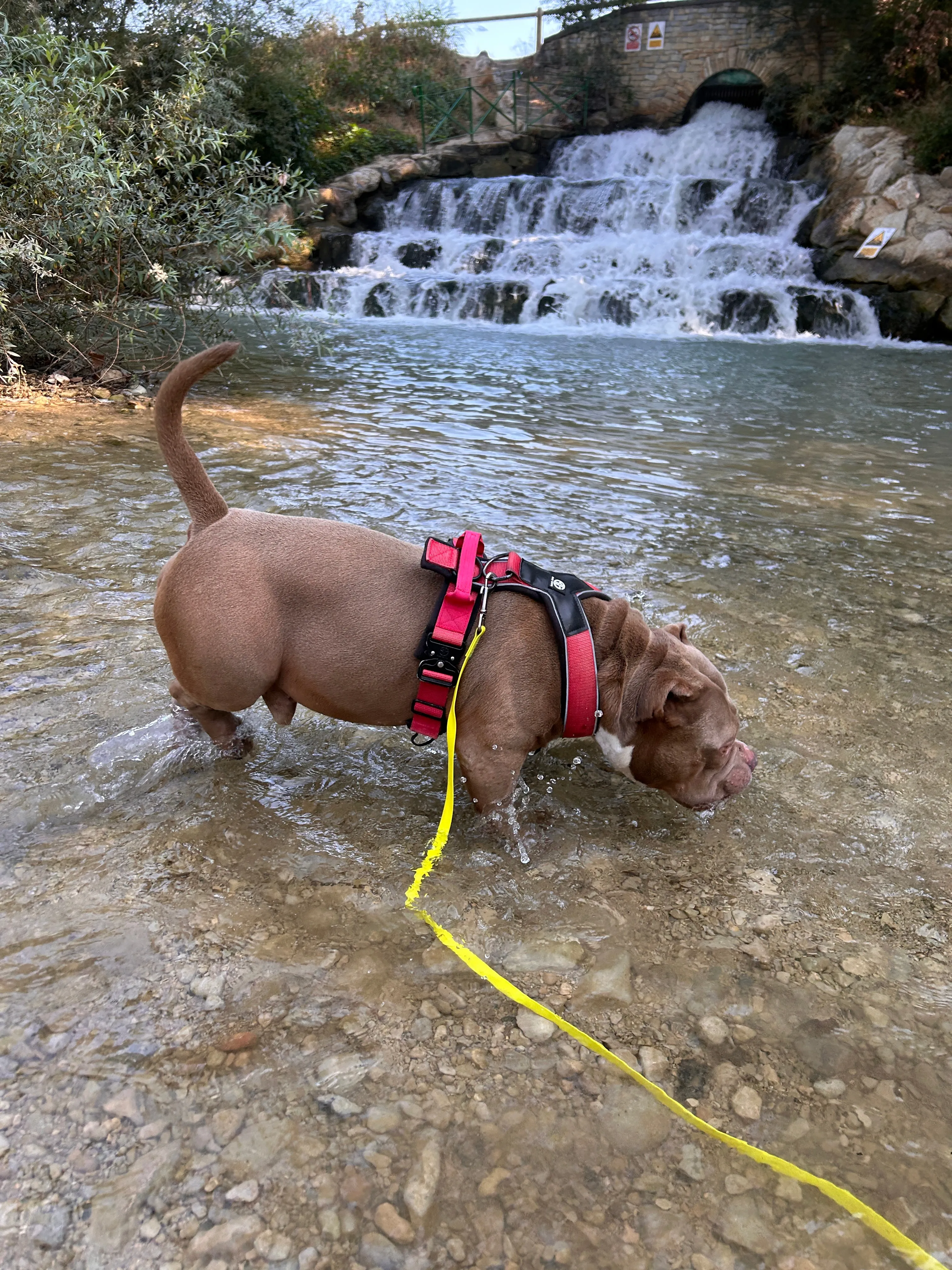 Photo Dog'In
