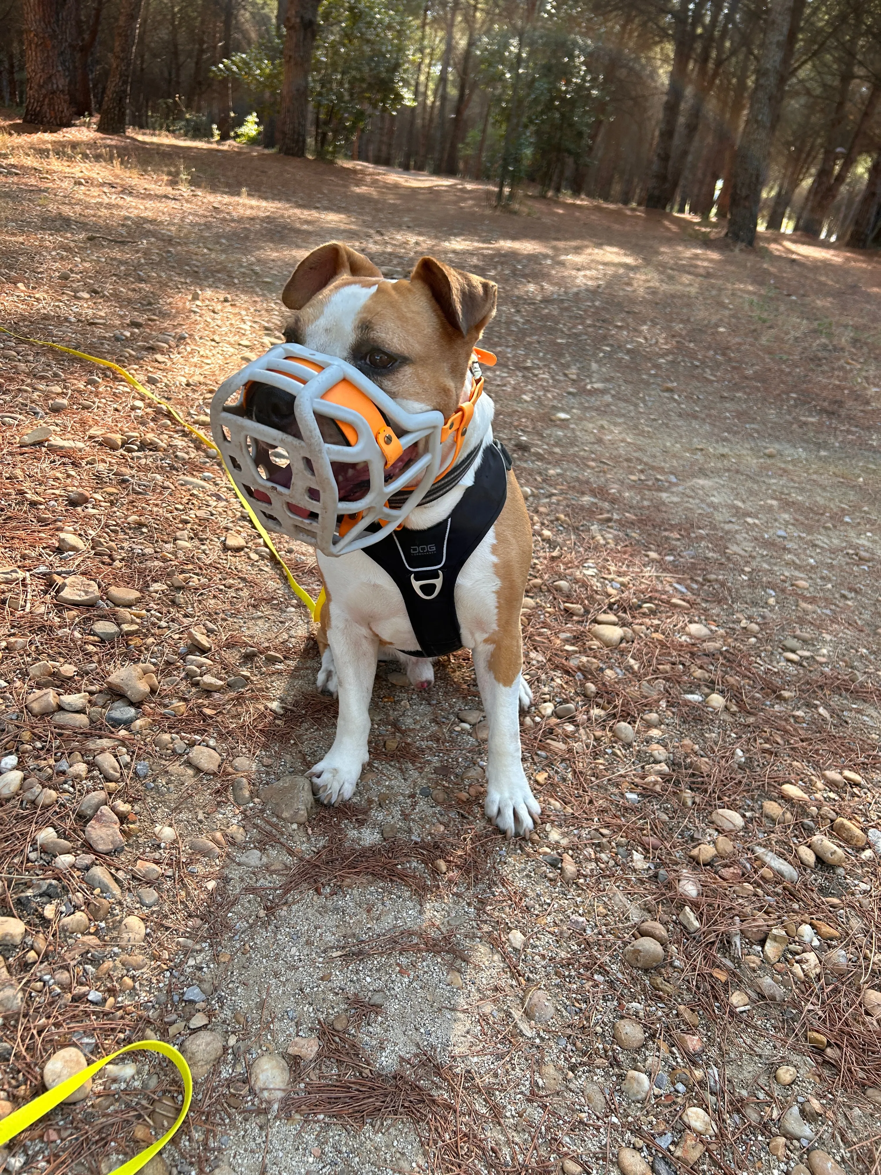 Photo Dog'In