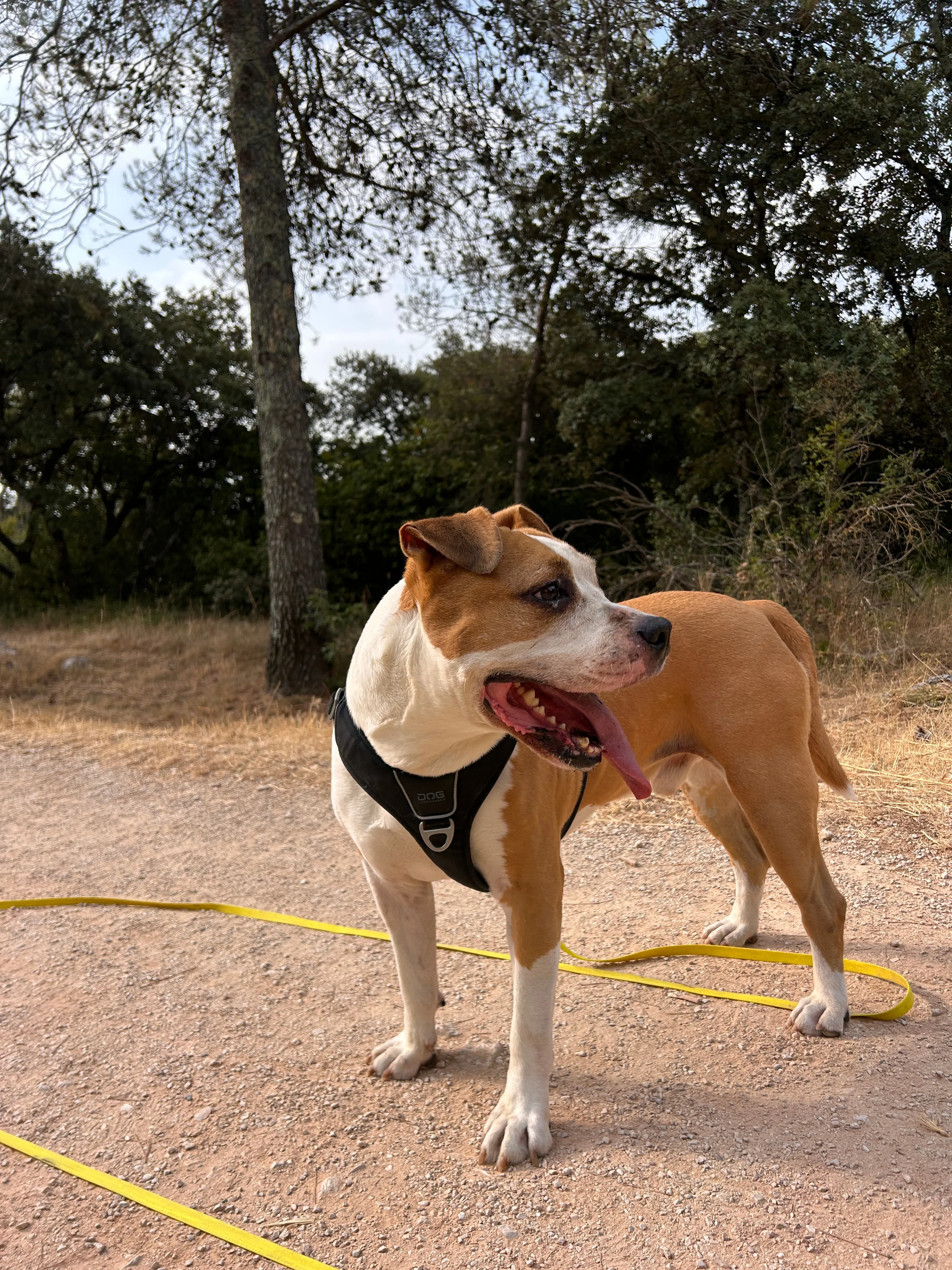 Photo Dog'In
