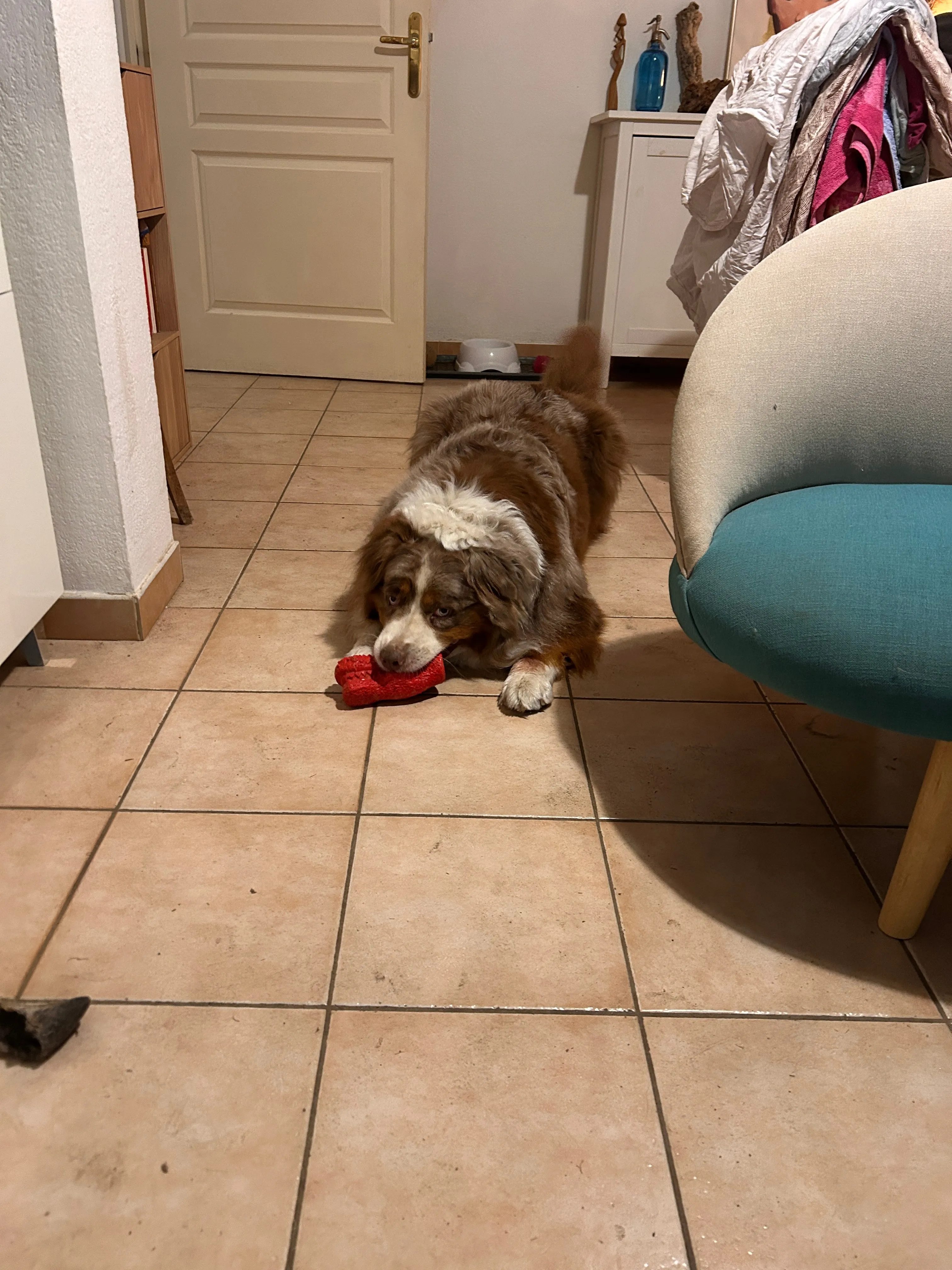 Photo Dog'In