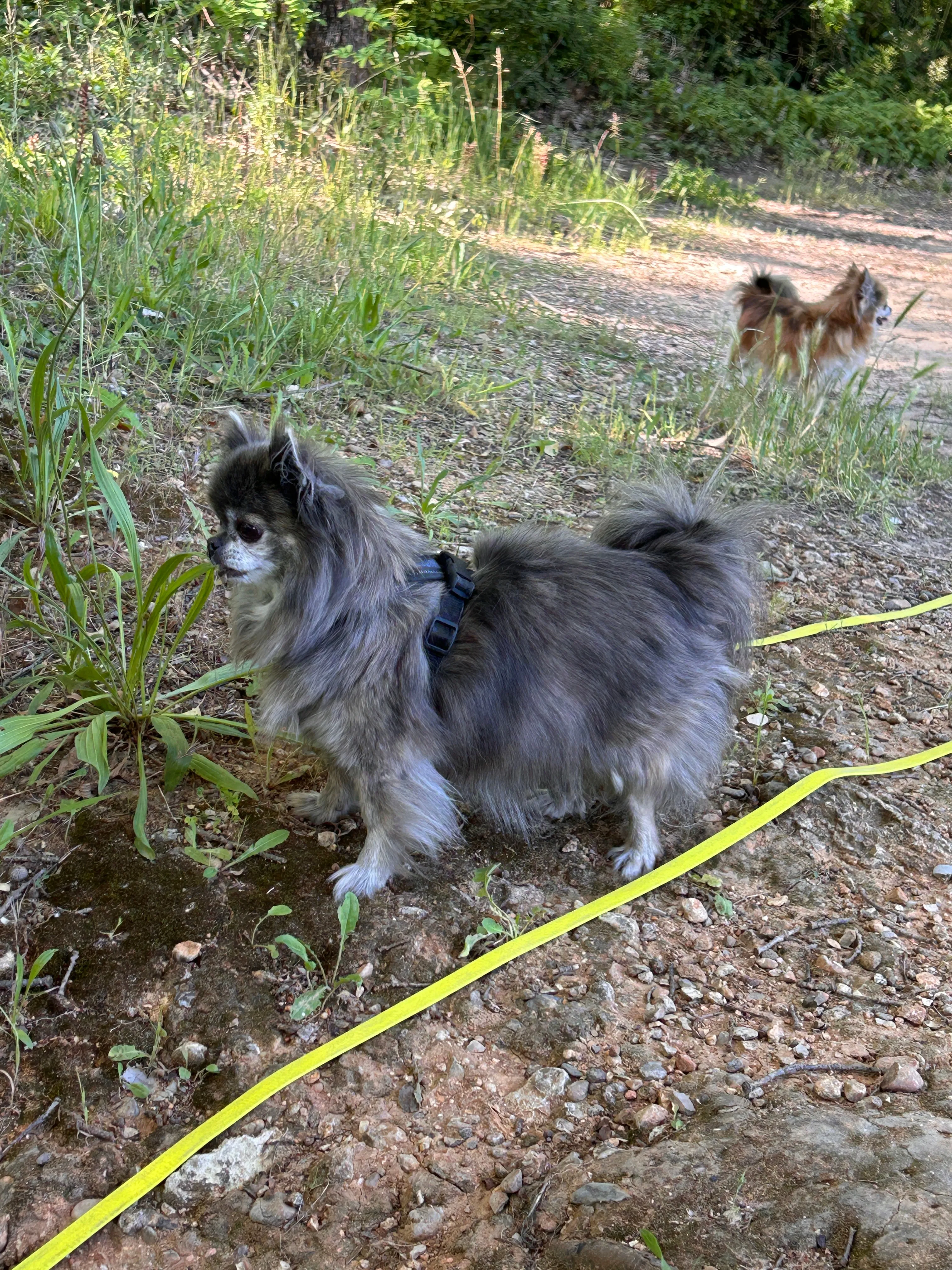 Photo Dog'In