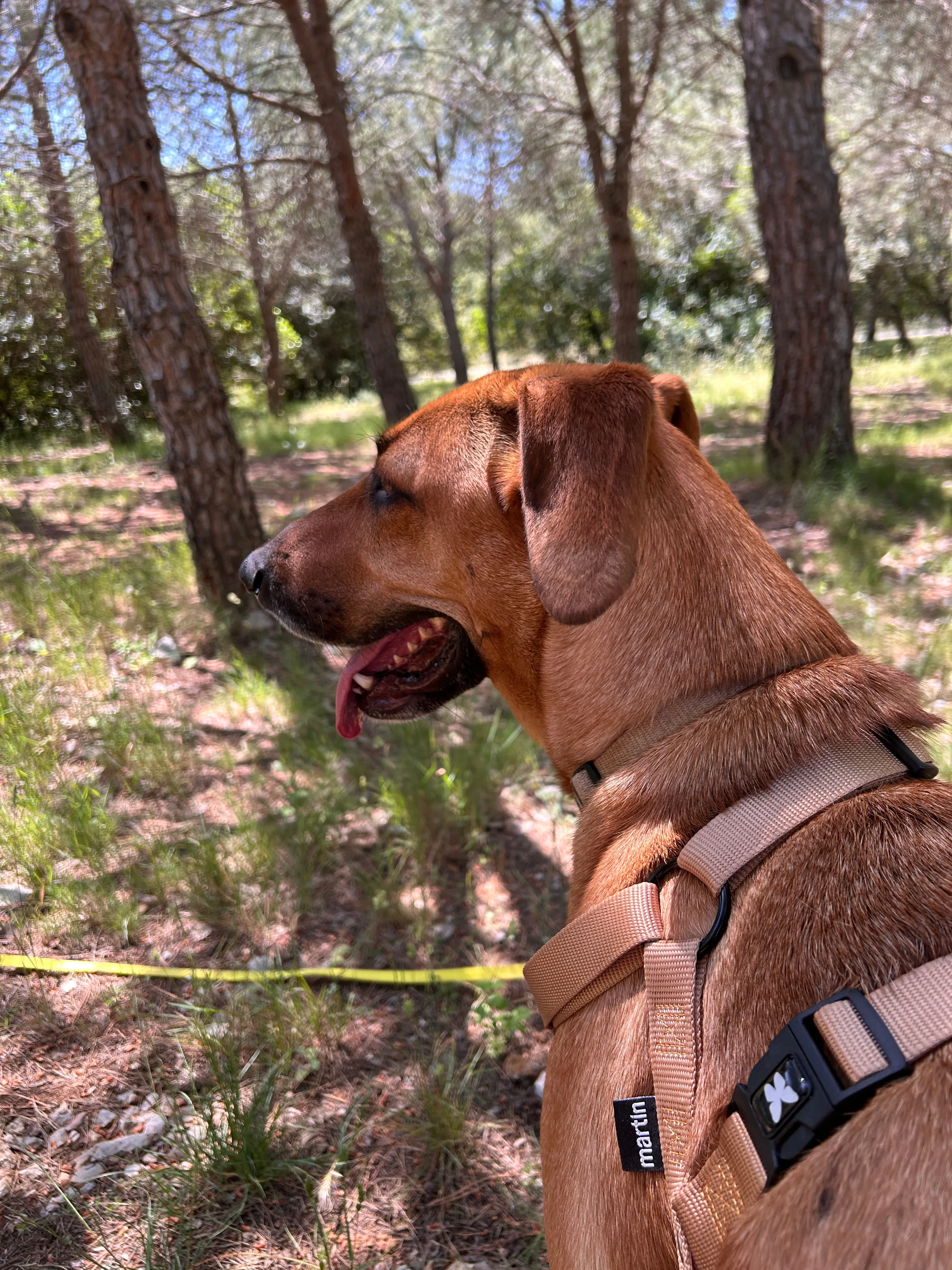 Photo Dog'In