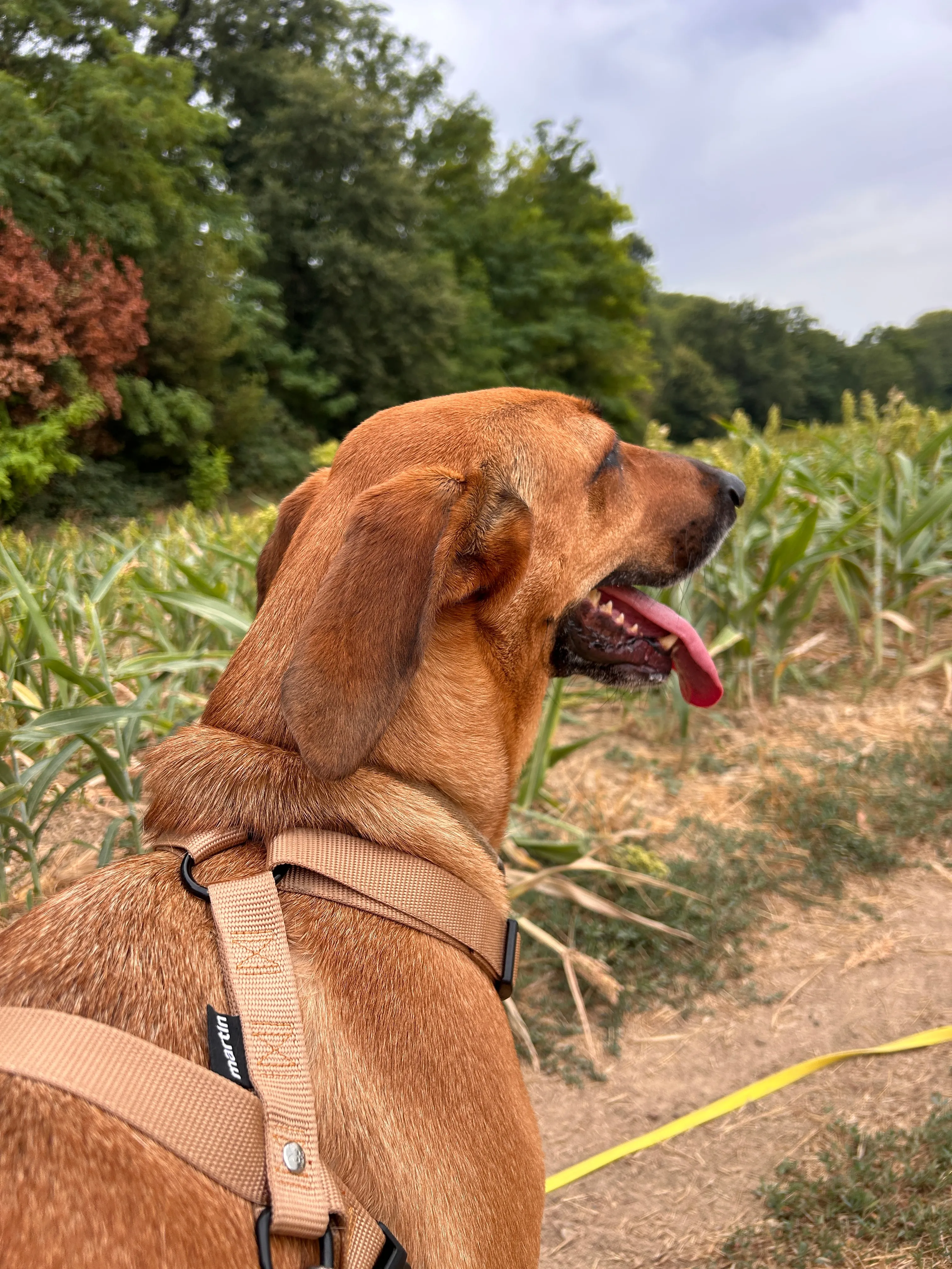 Photo Dog'In