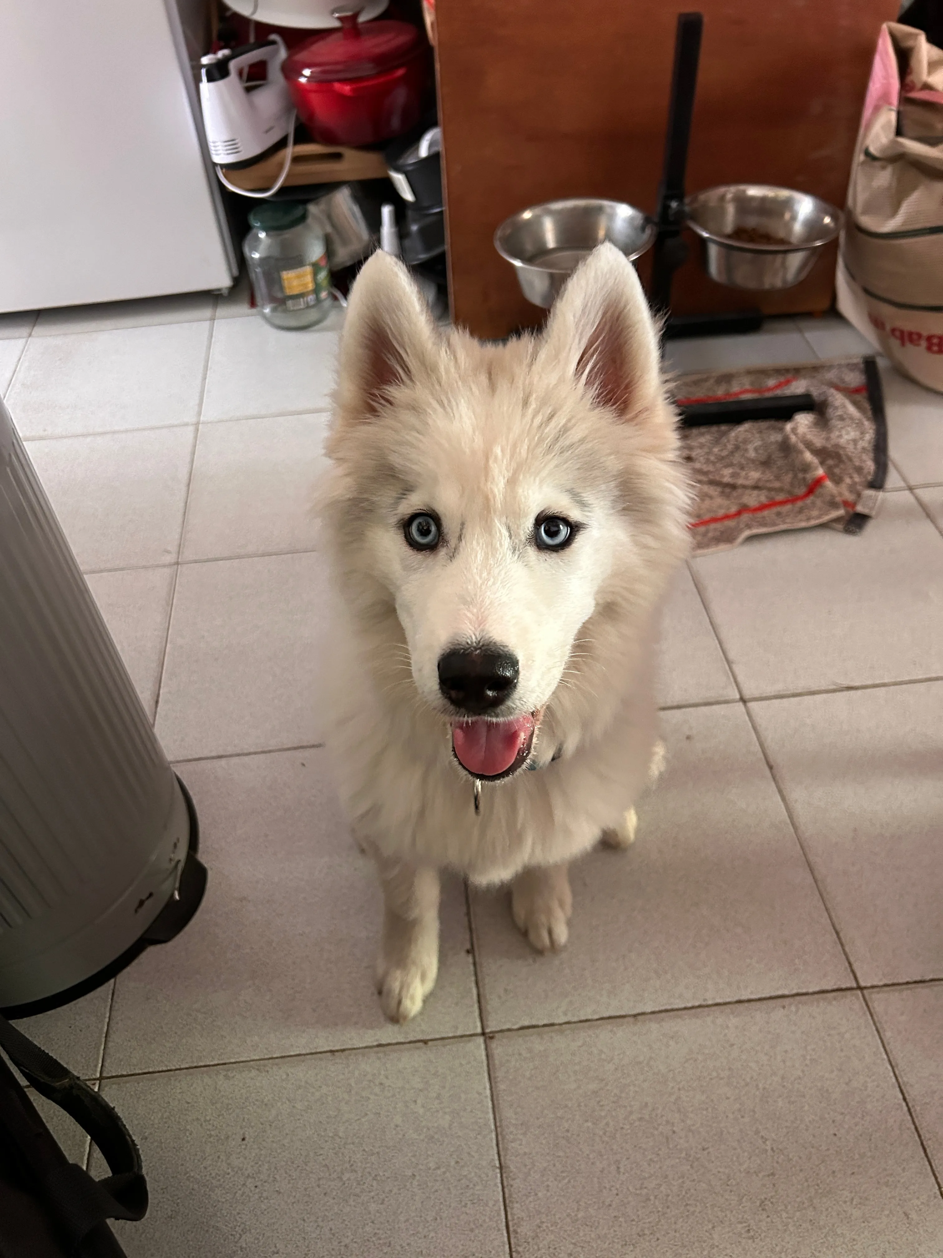 Photo Dog'In