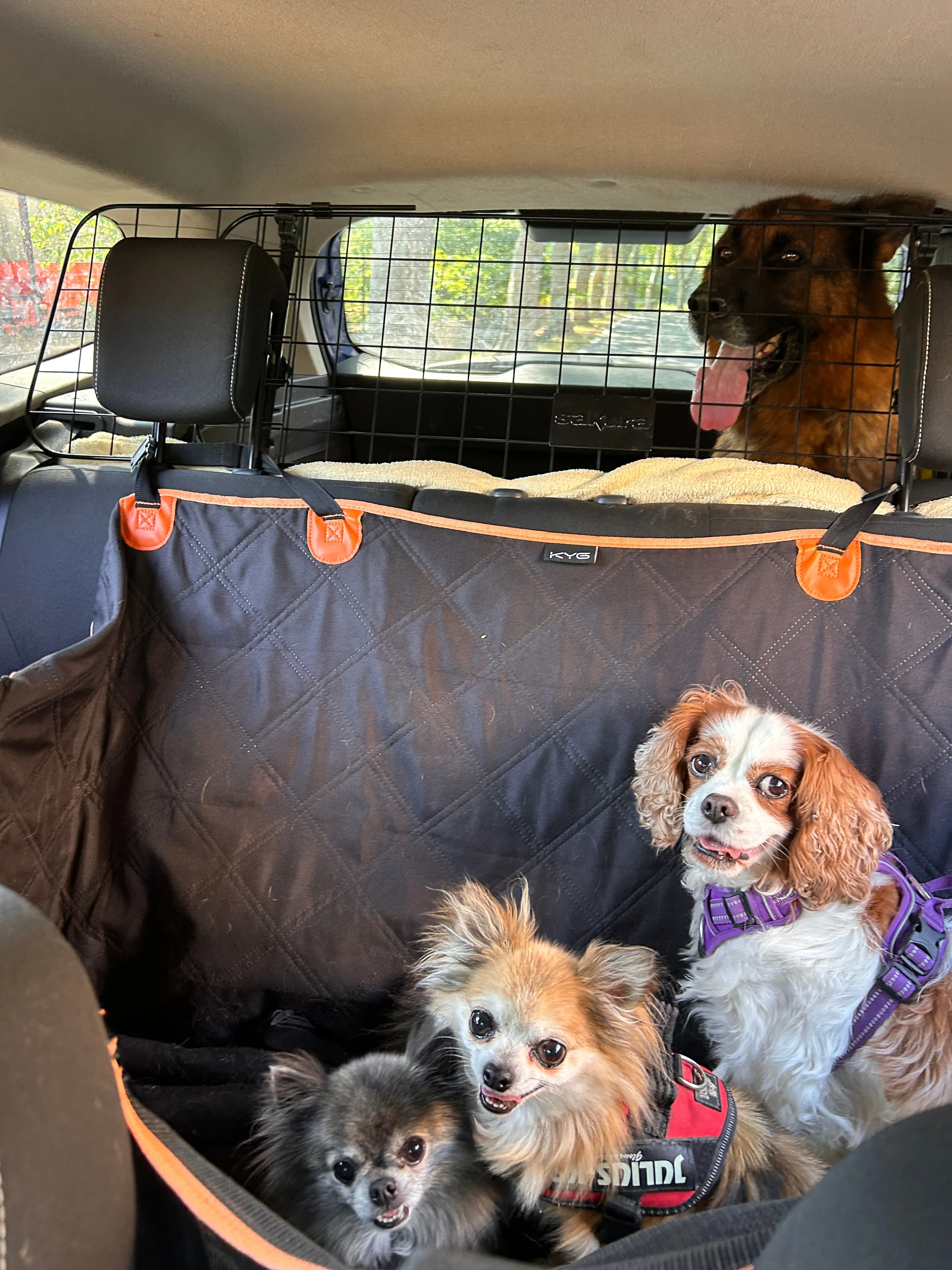 Photo Dog'In