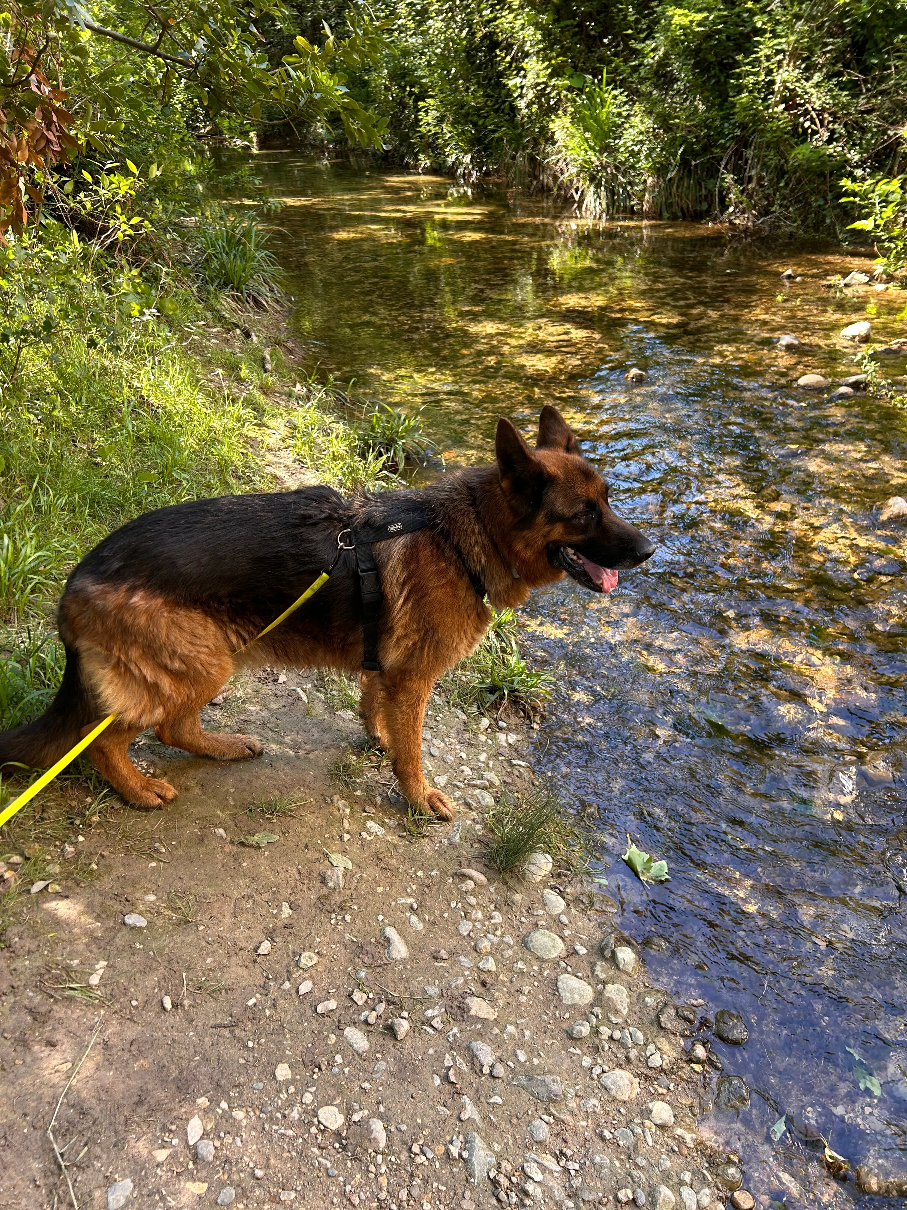 Photo Dog'In
