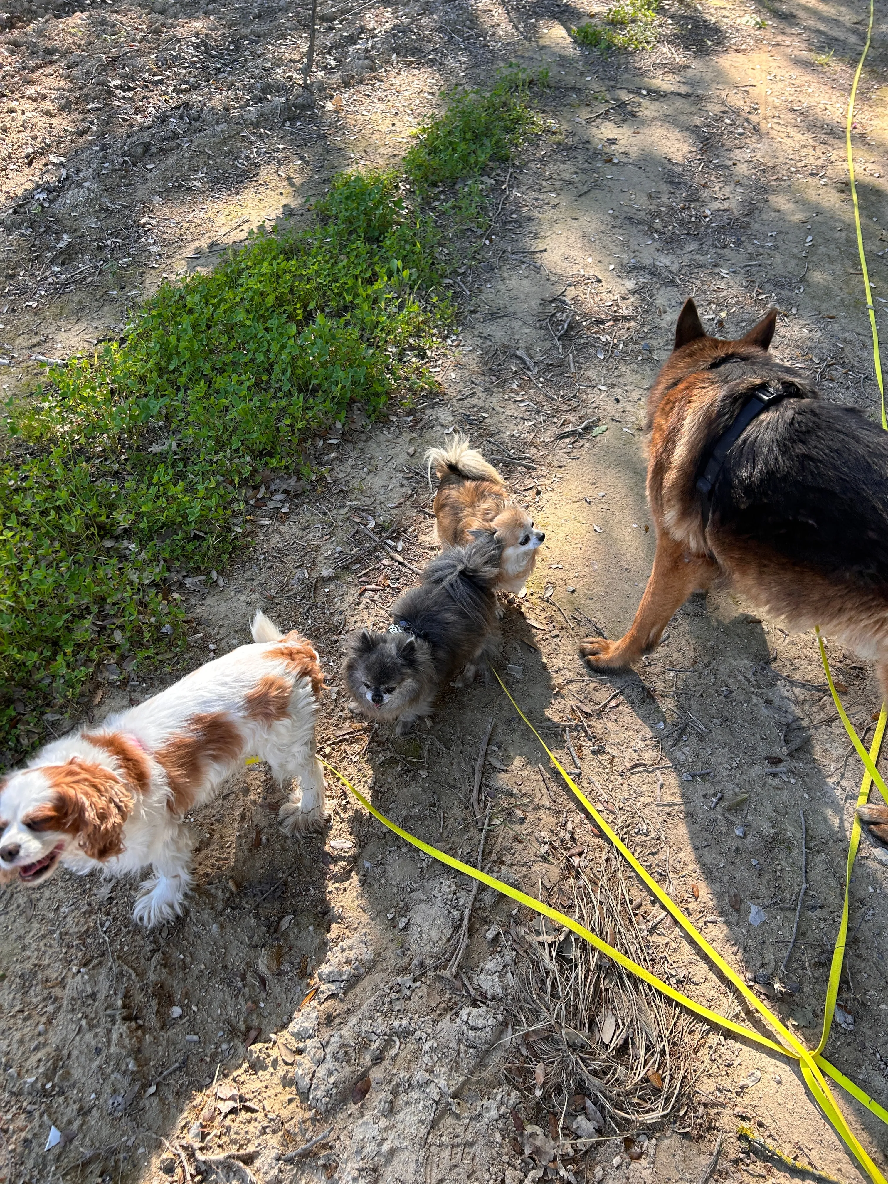Photo Dog'In