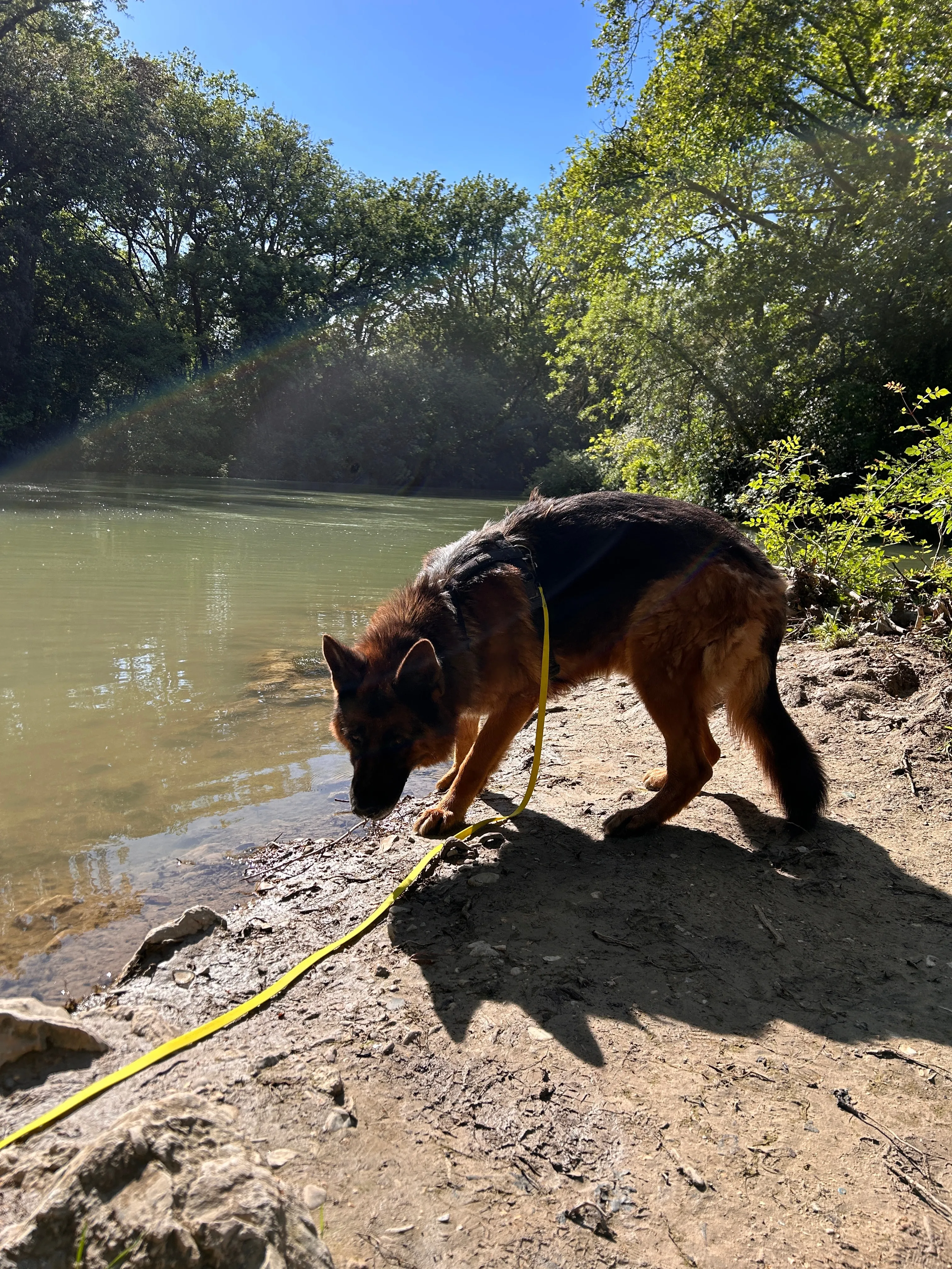 Photo Dog'In