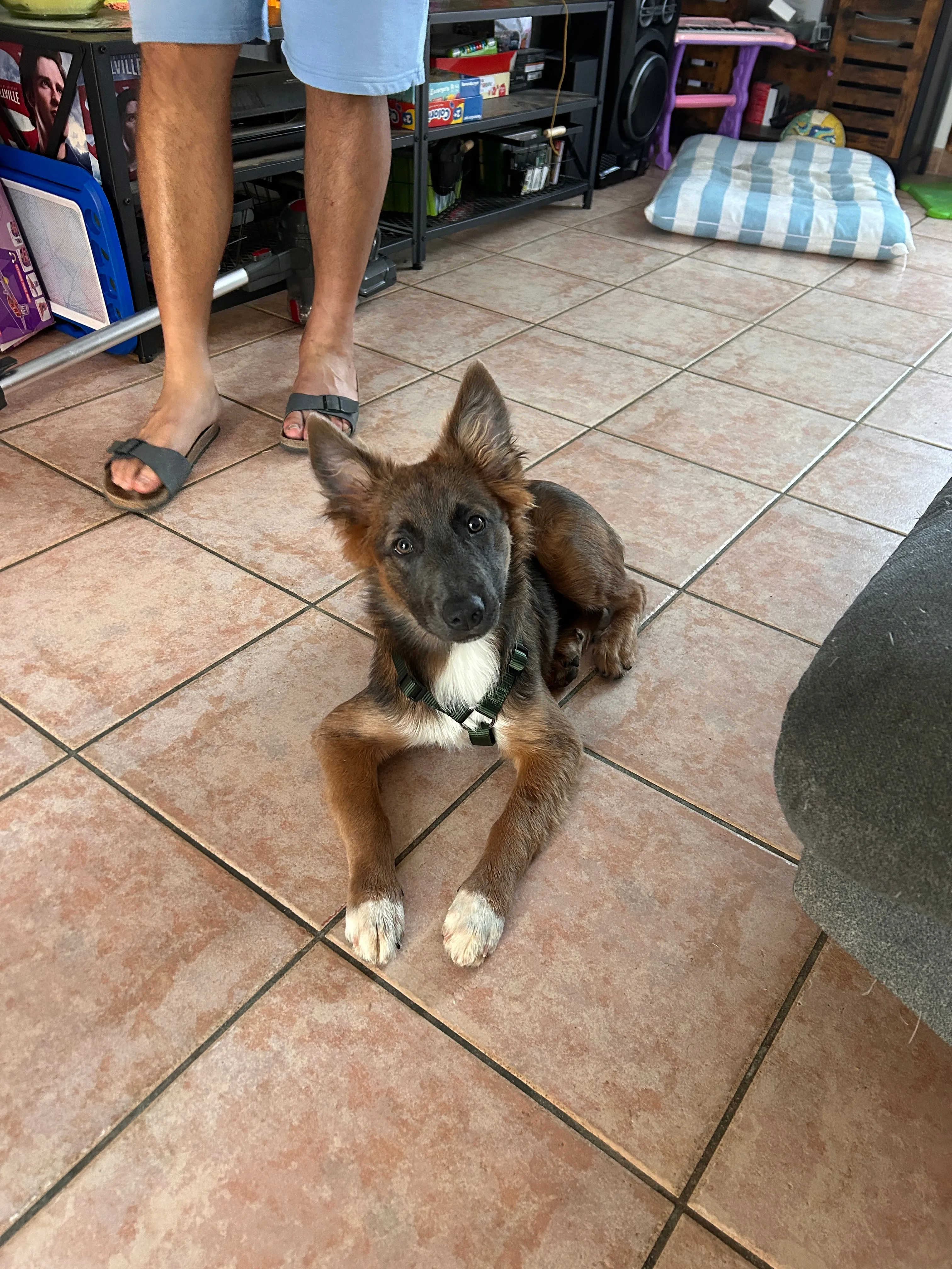 Photo Dog'In