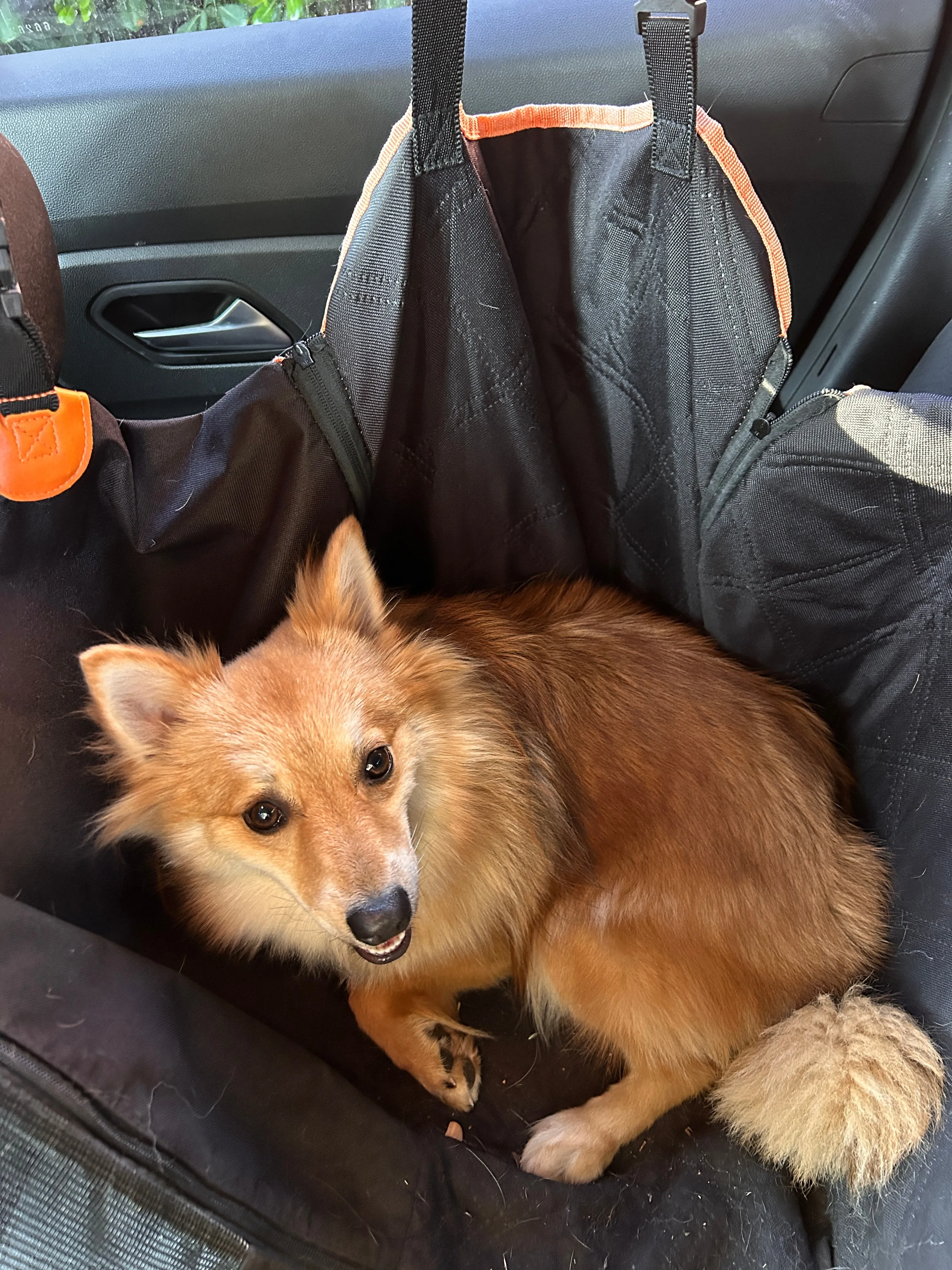 Photo Dog'In