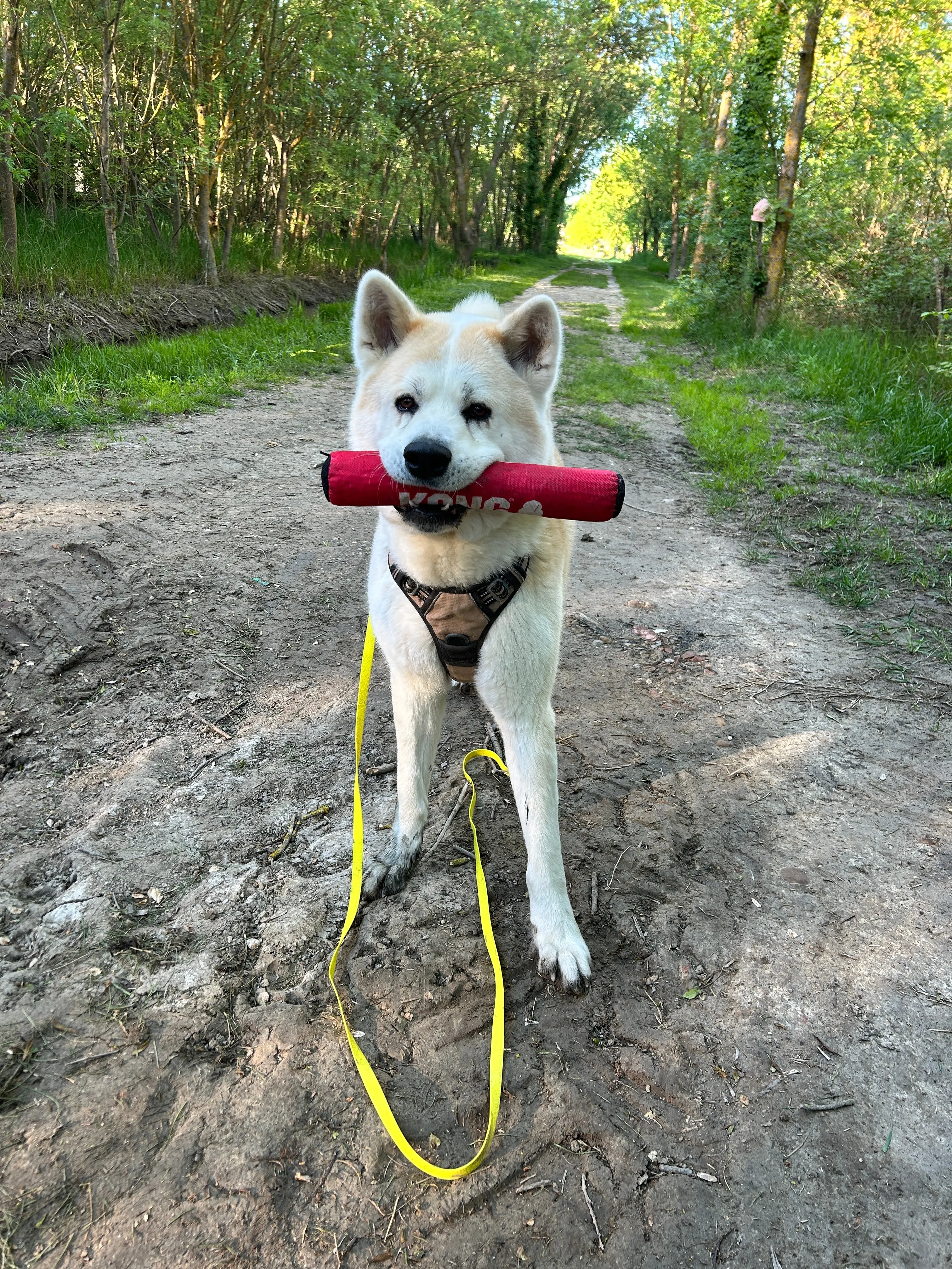 Photo Dog'In