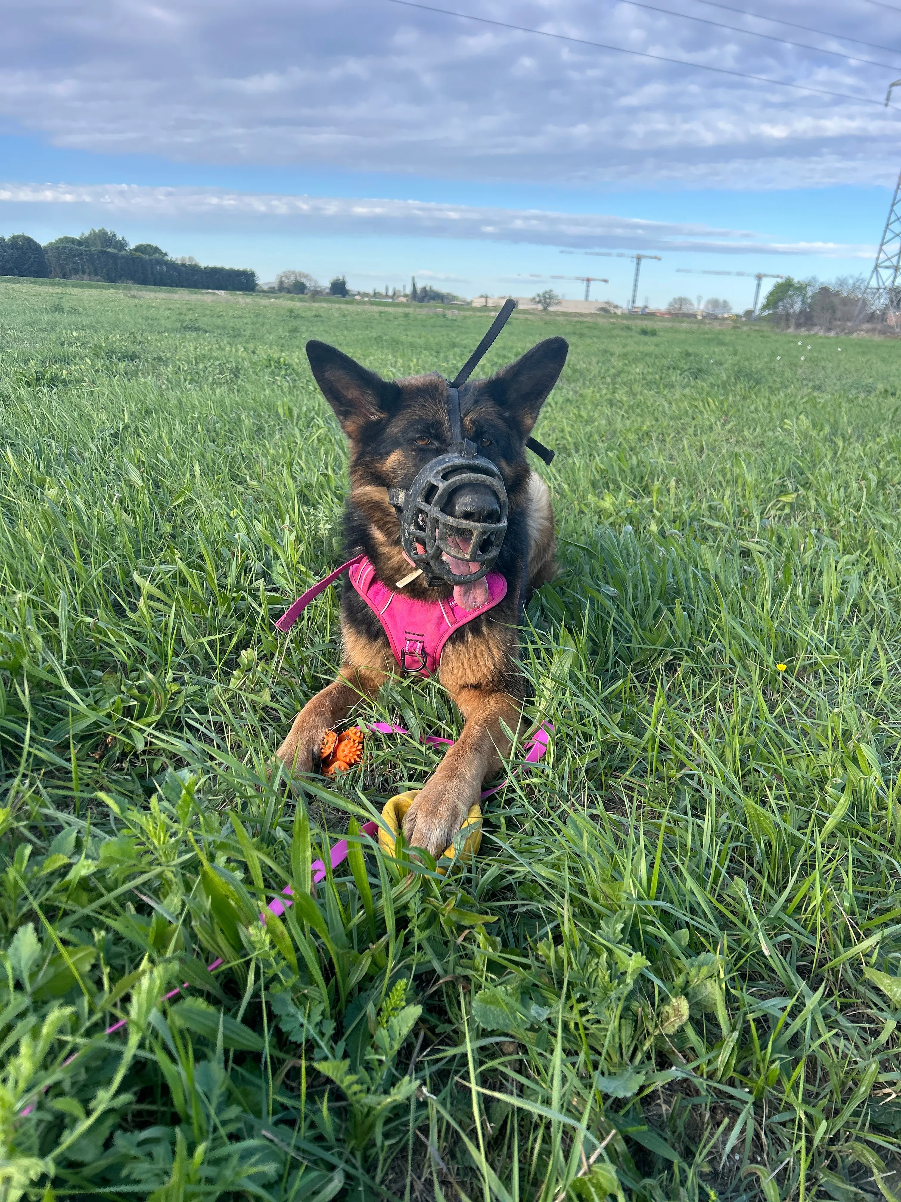 Photo Dog'In