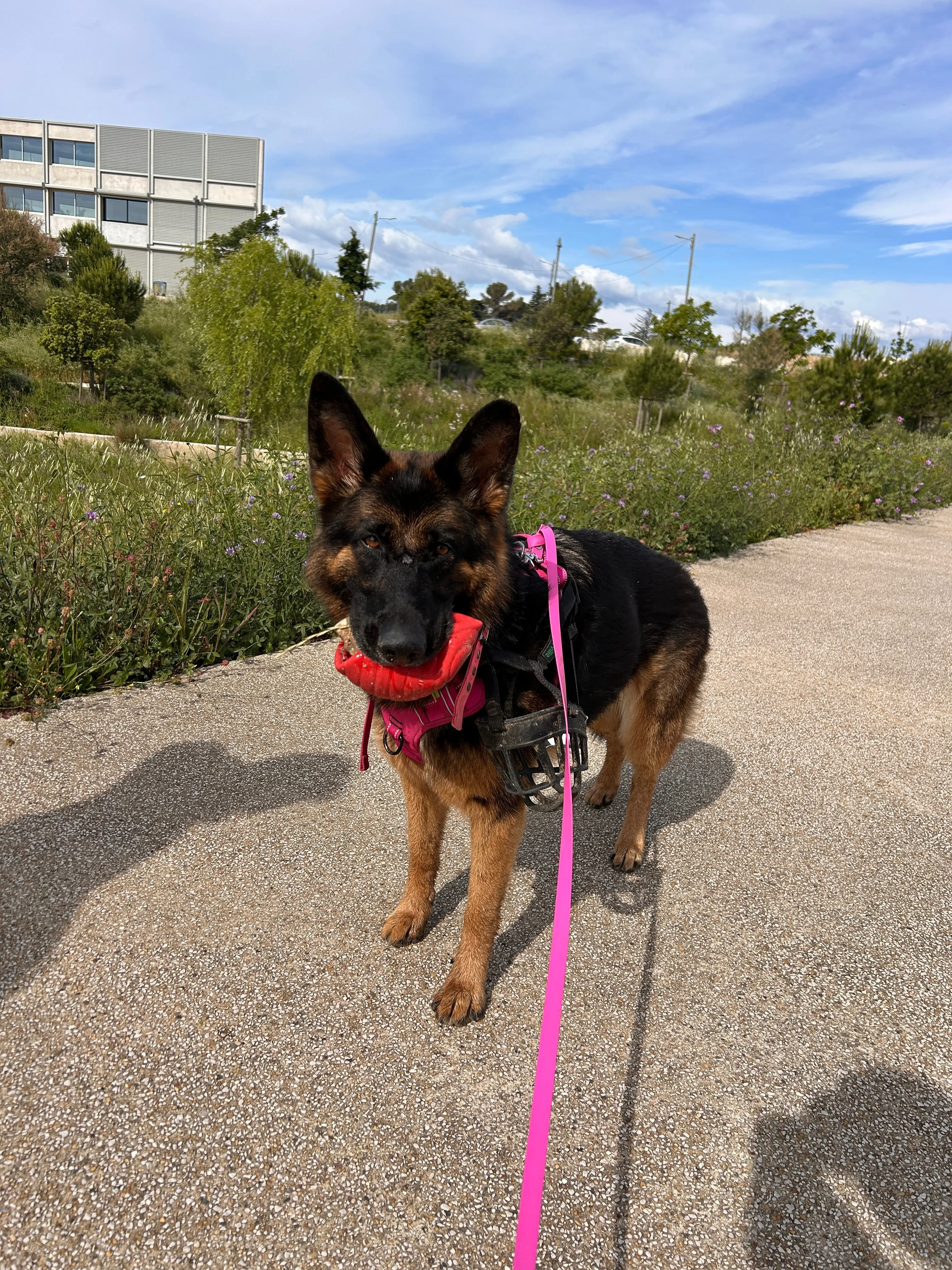 Photo Dog'In