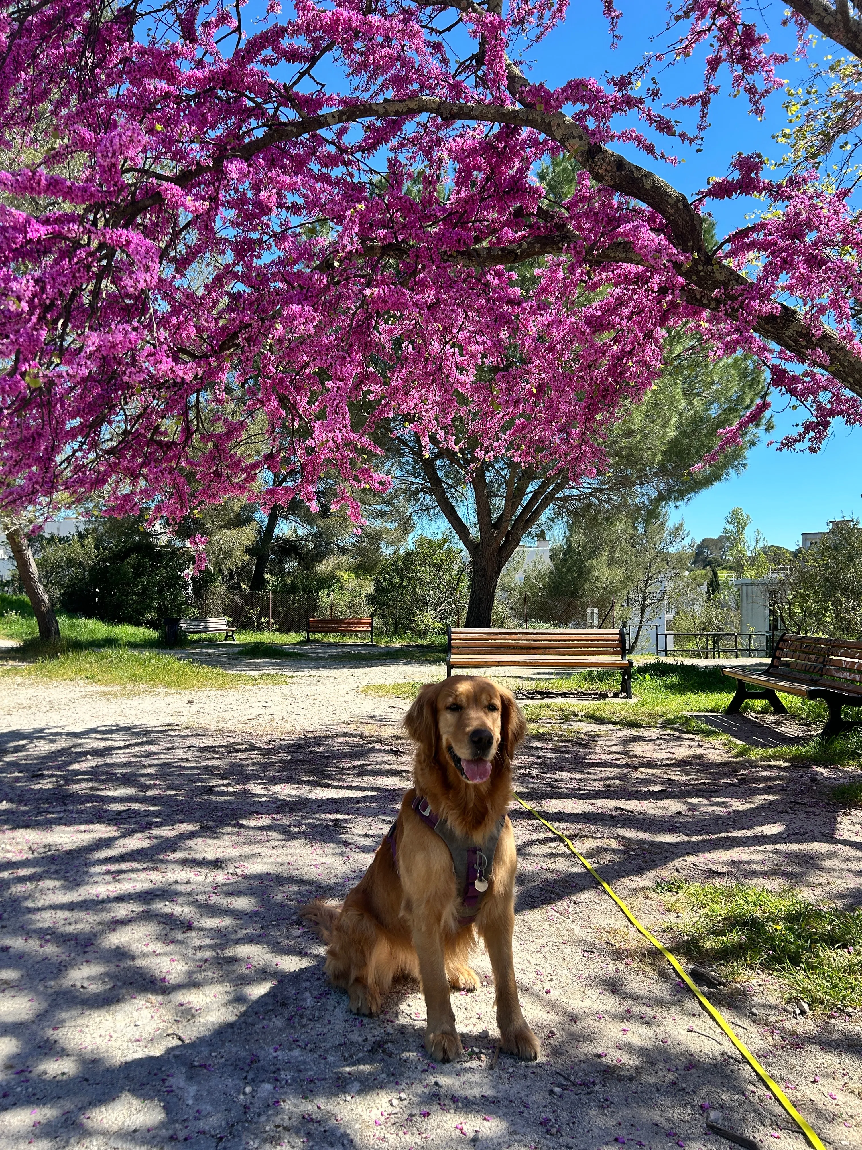 Photo Dog'In