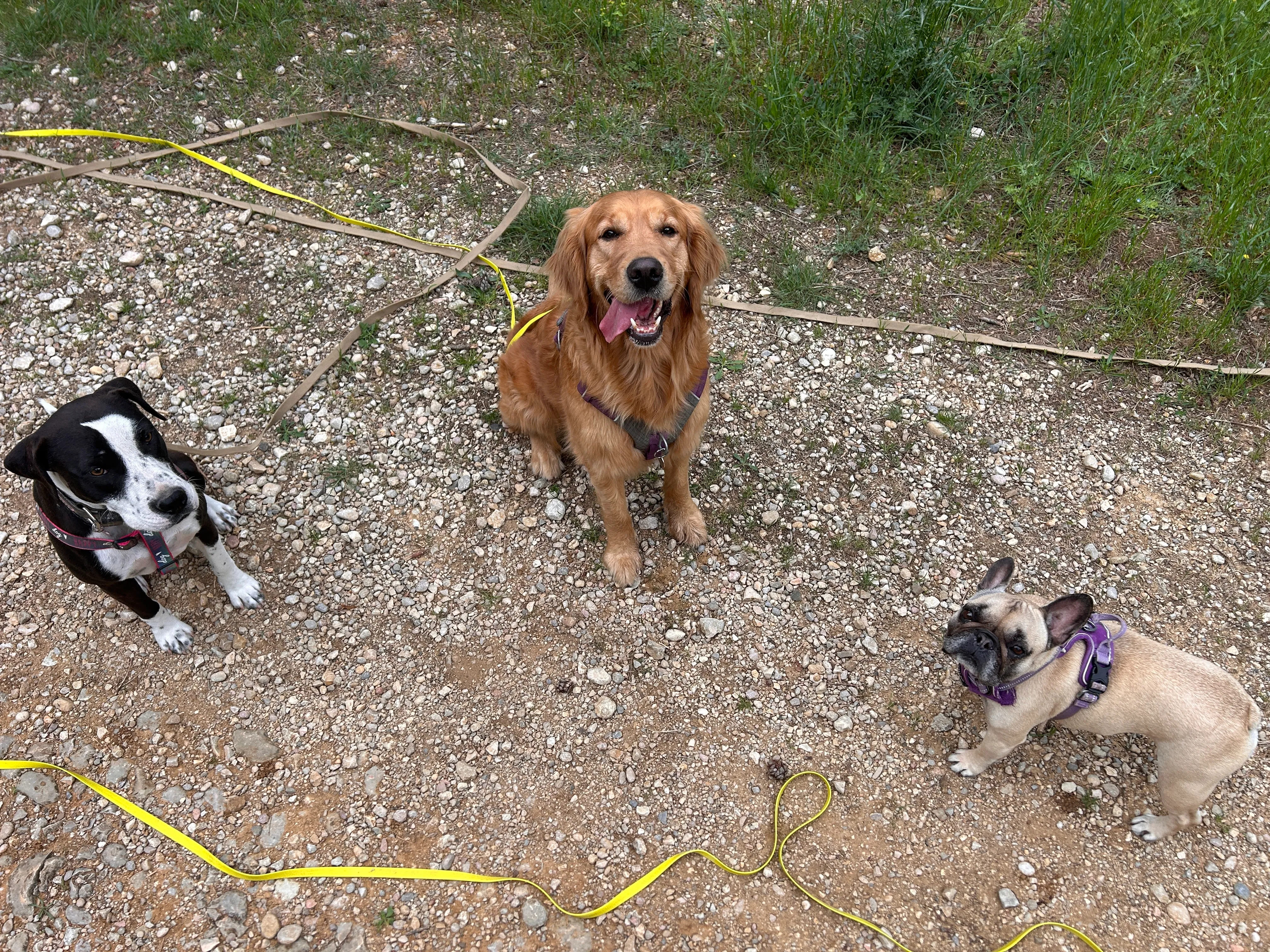 Photo Dog'In