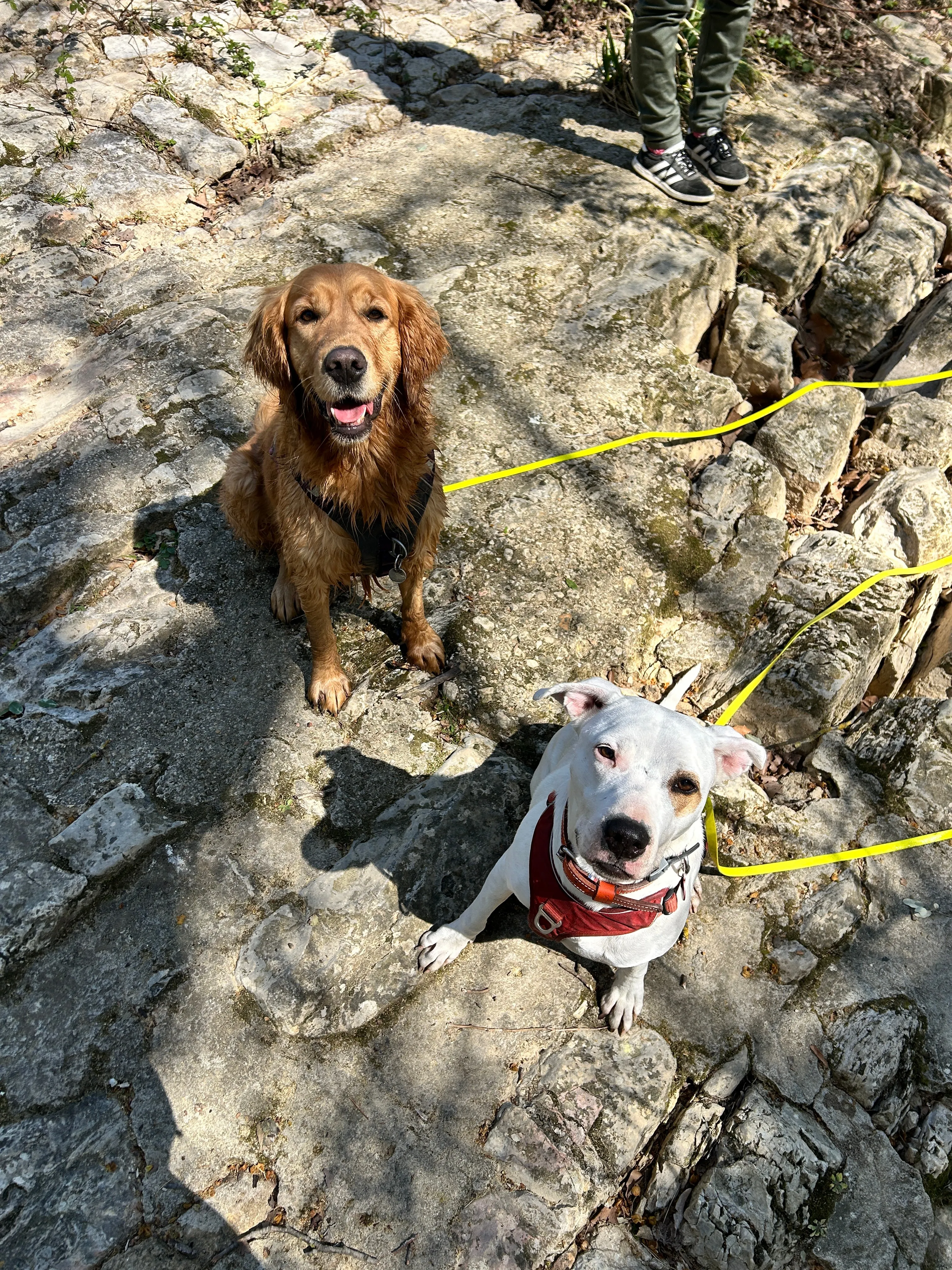 Photo Dog'In