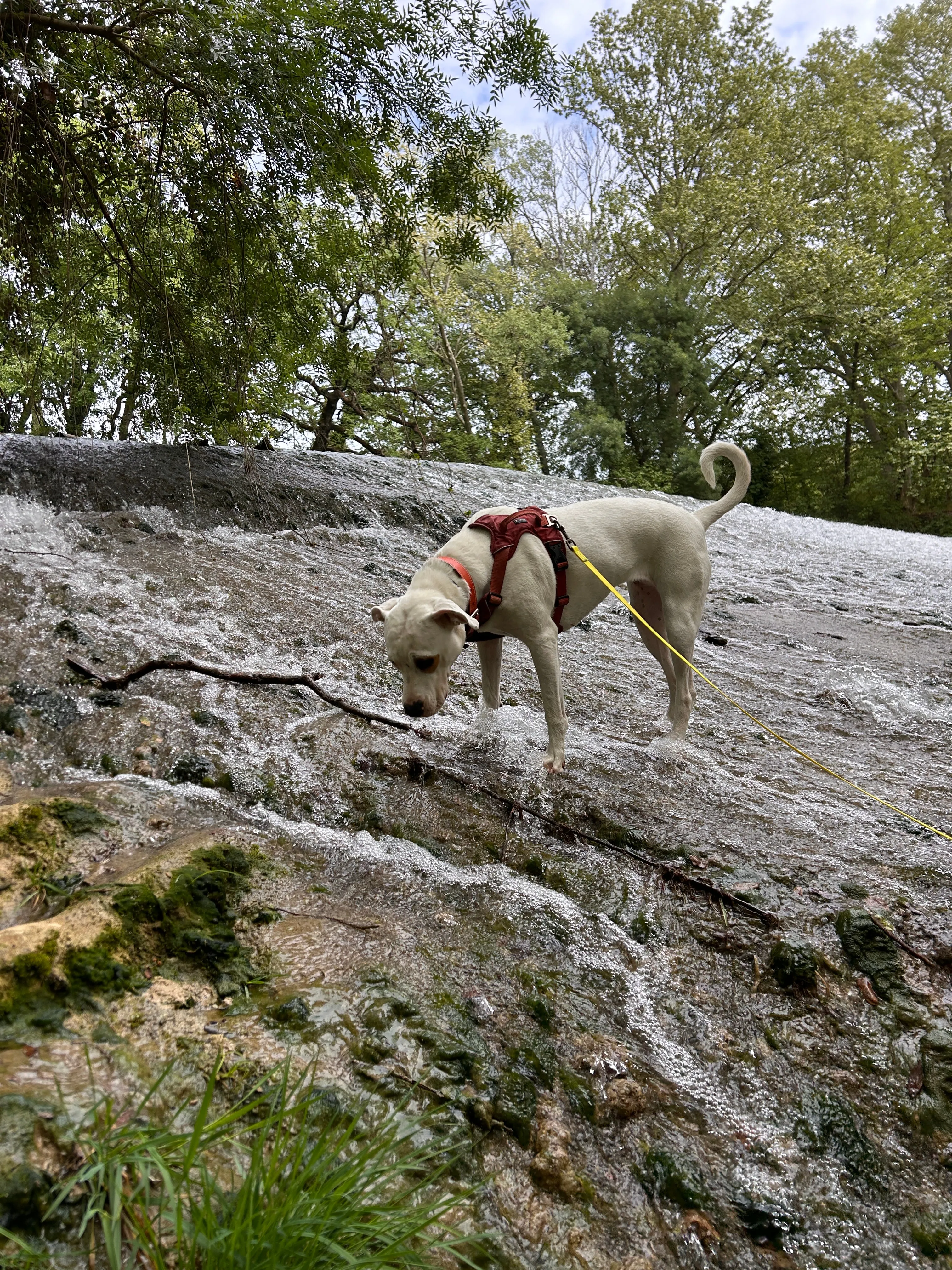Photo Dog'In