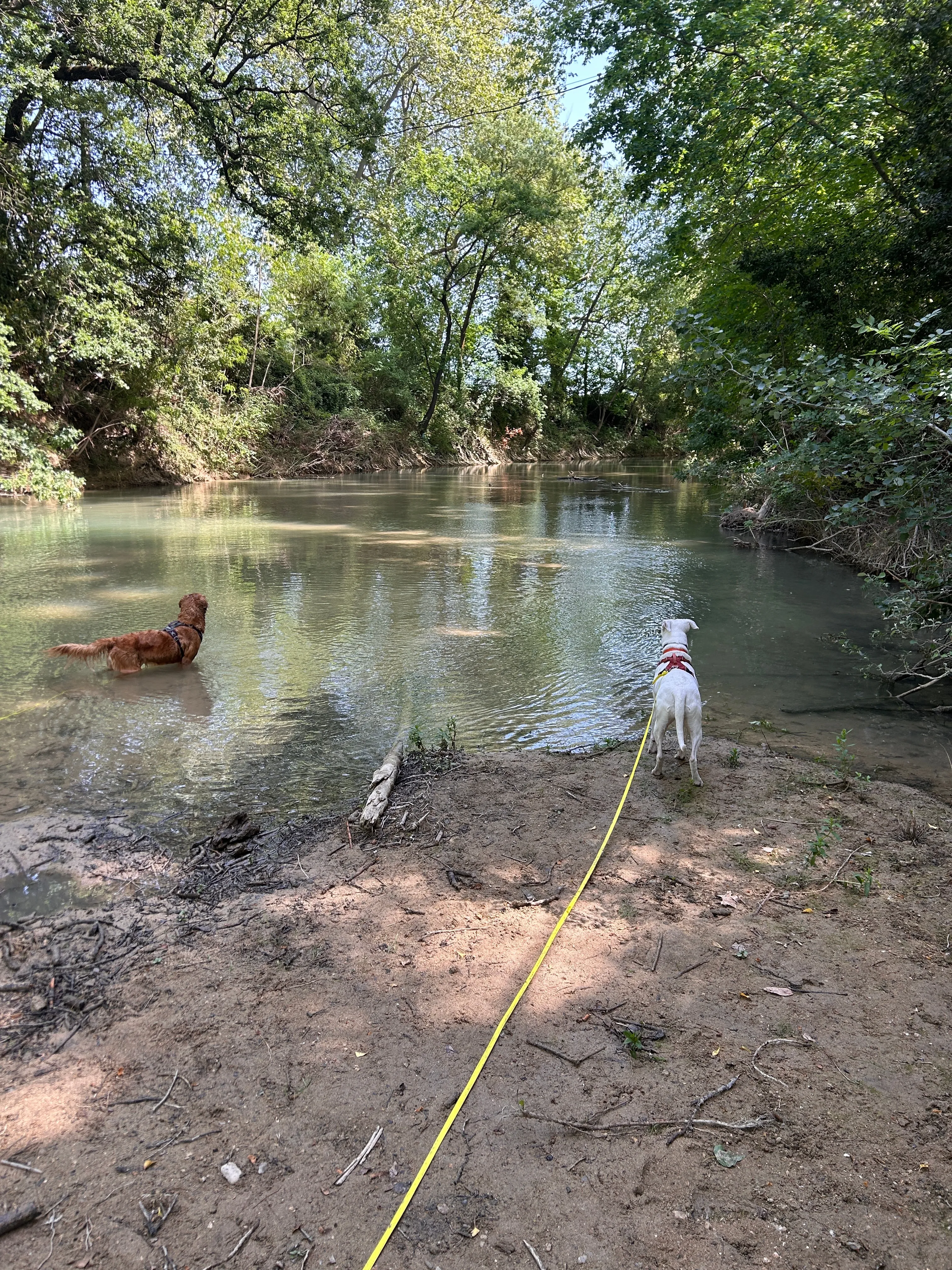 Photo Dog'In