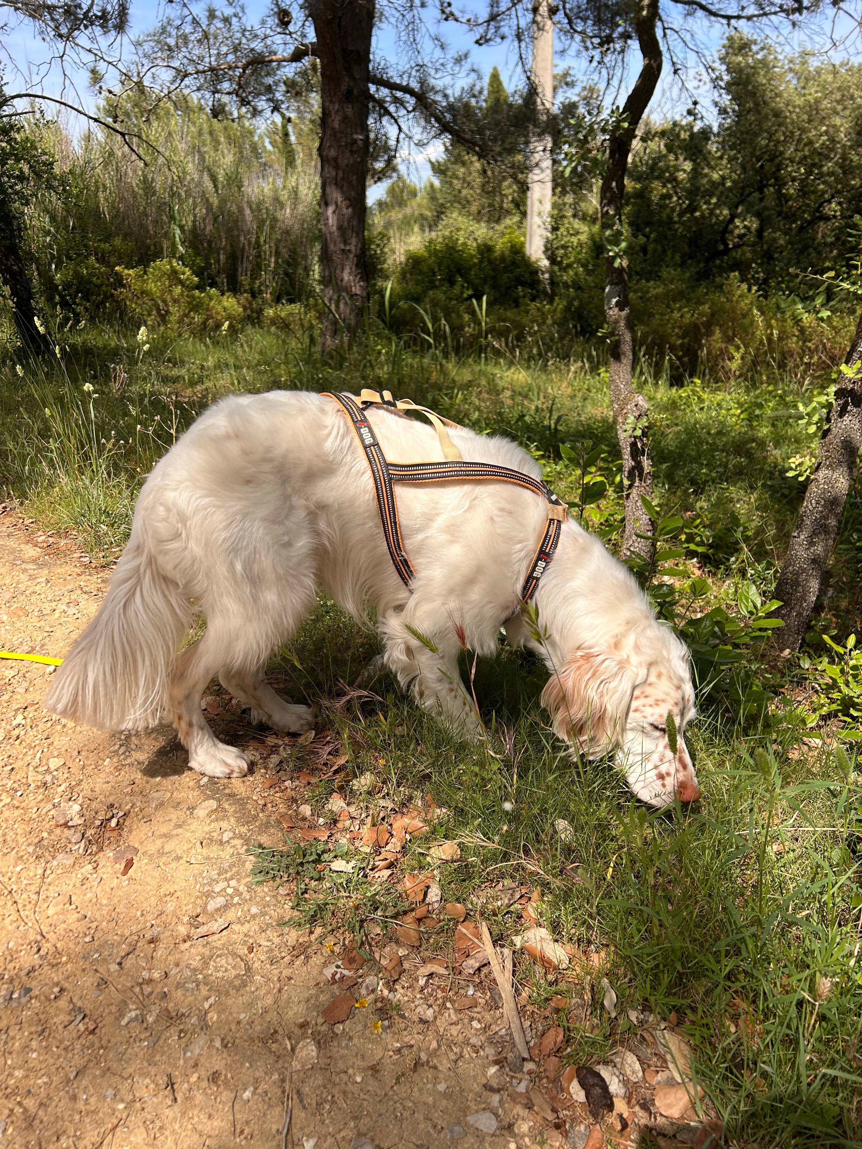 Photo Dog'In