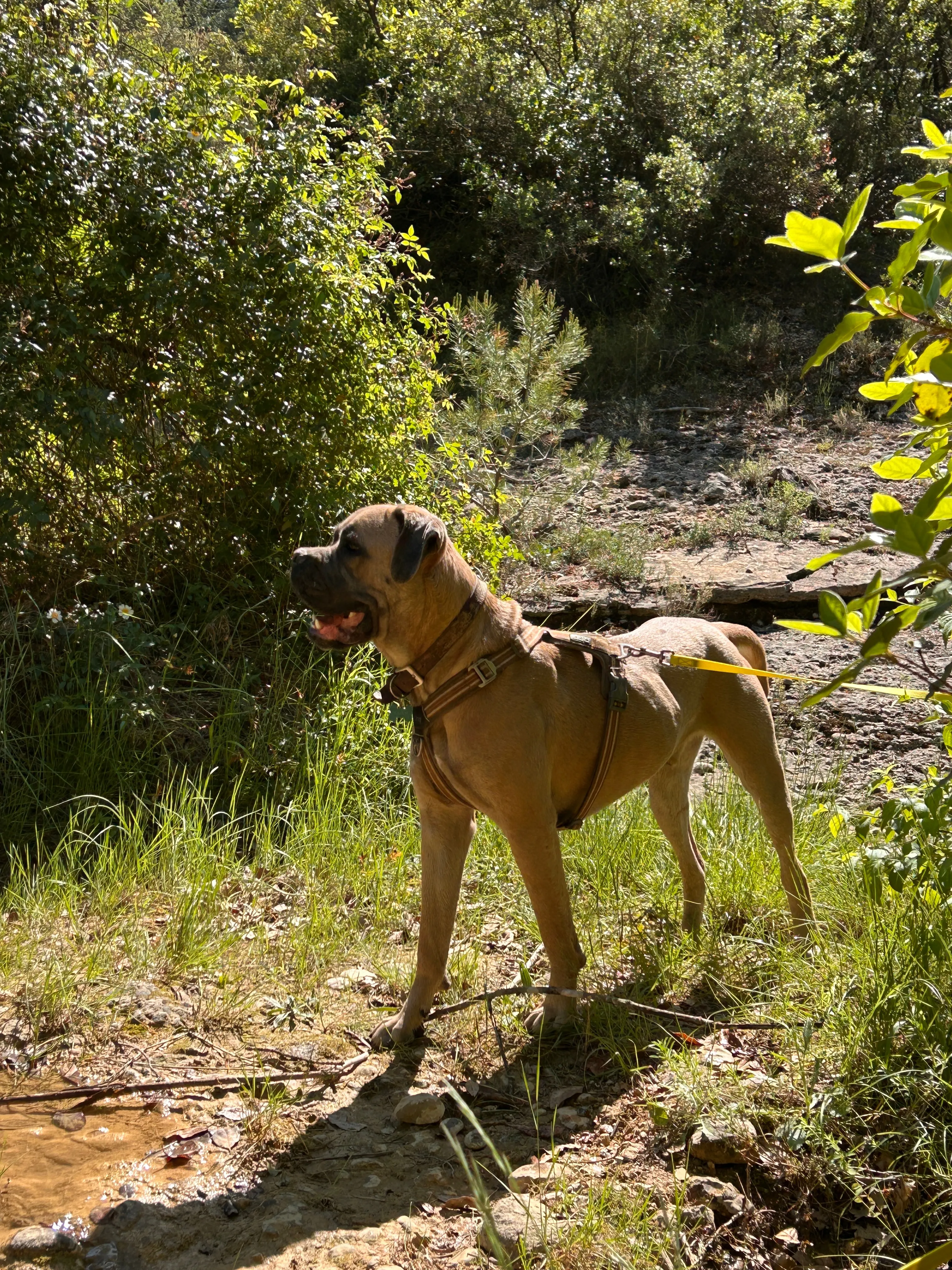 Photo Dog'In