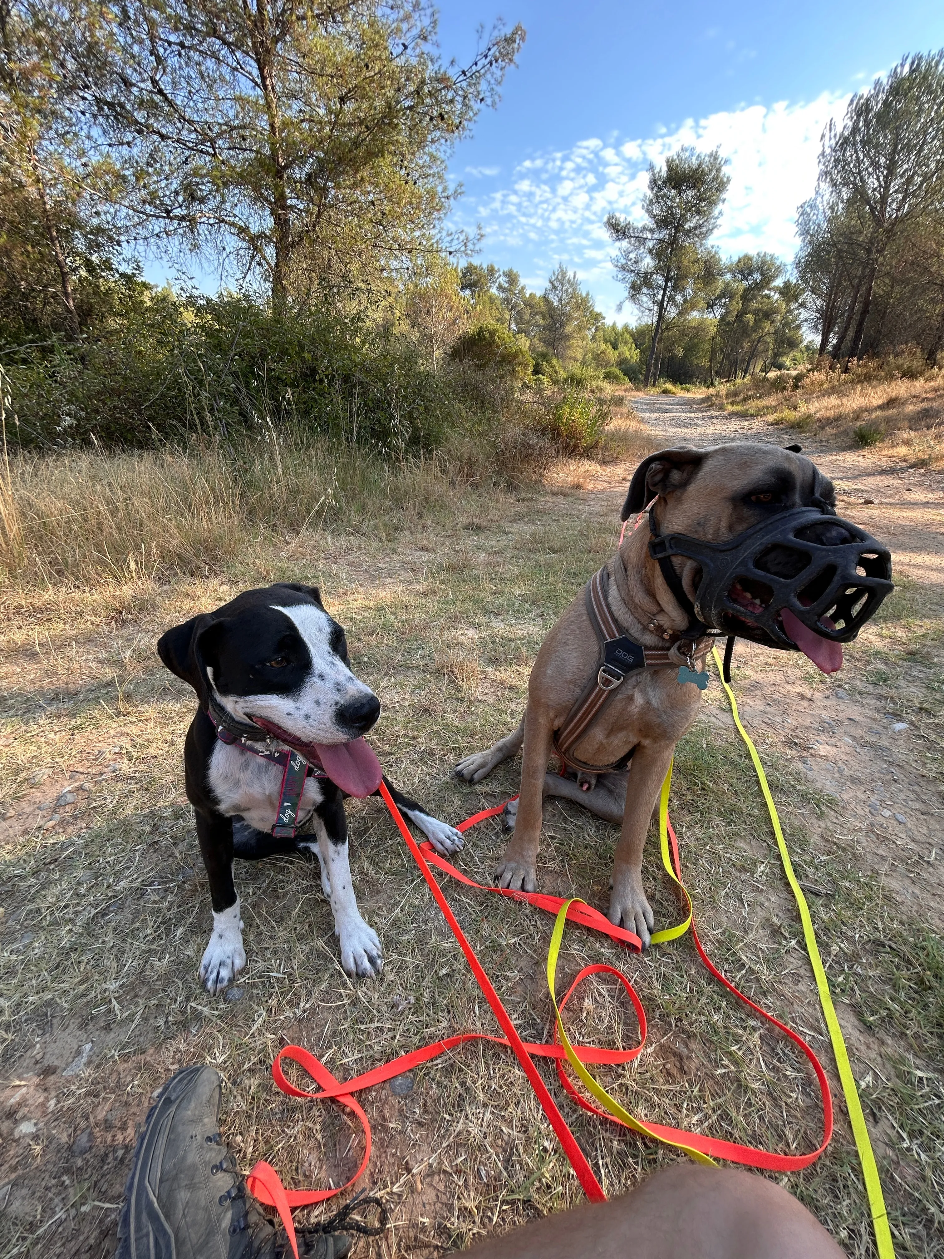 Photo Dog'In
