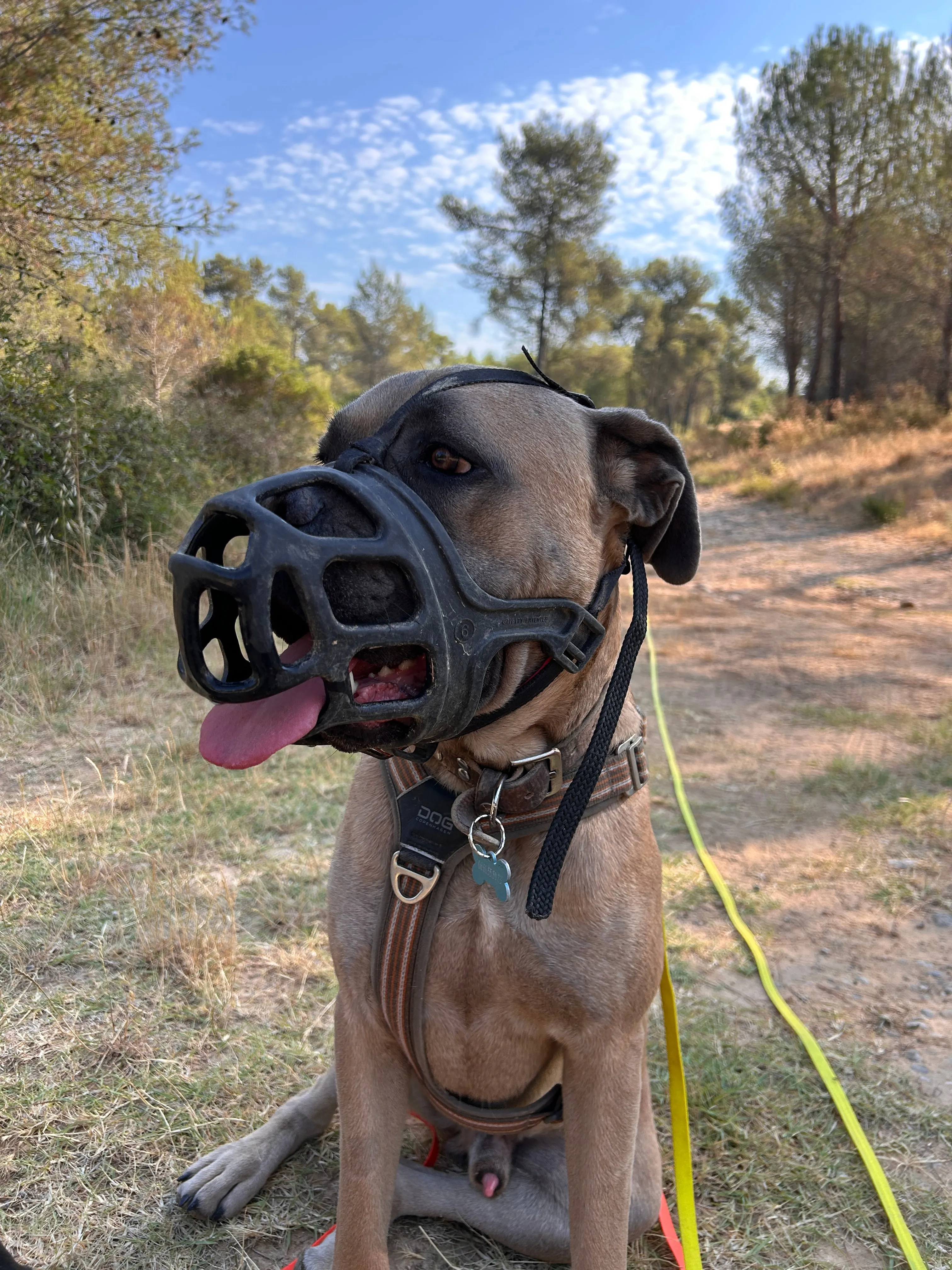 Photo Dog'In