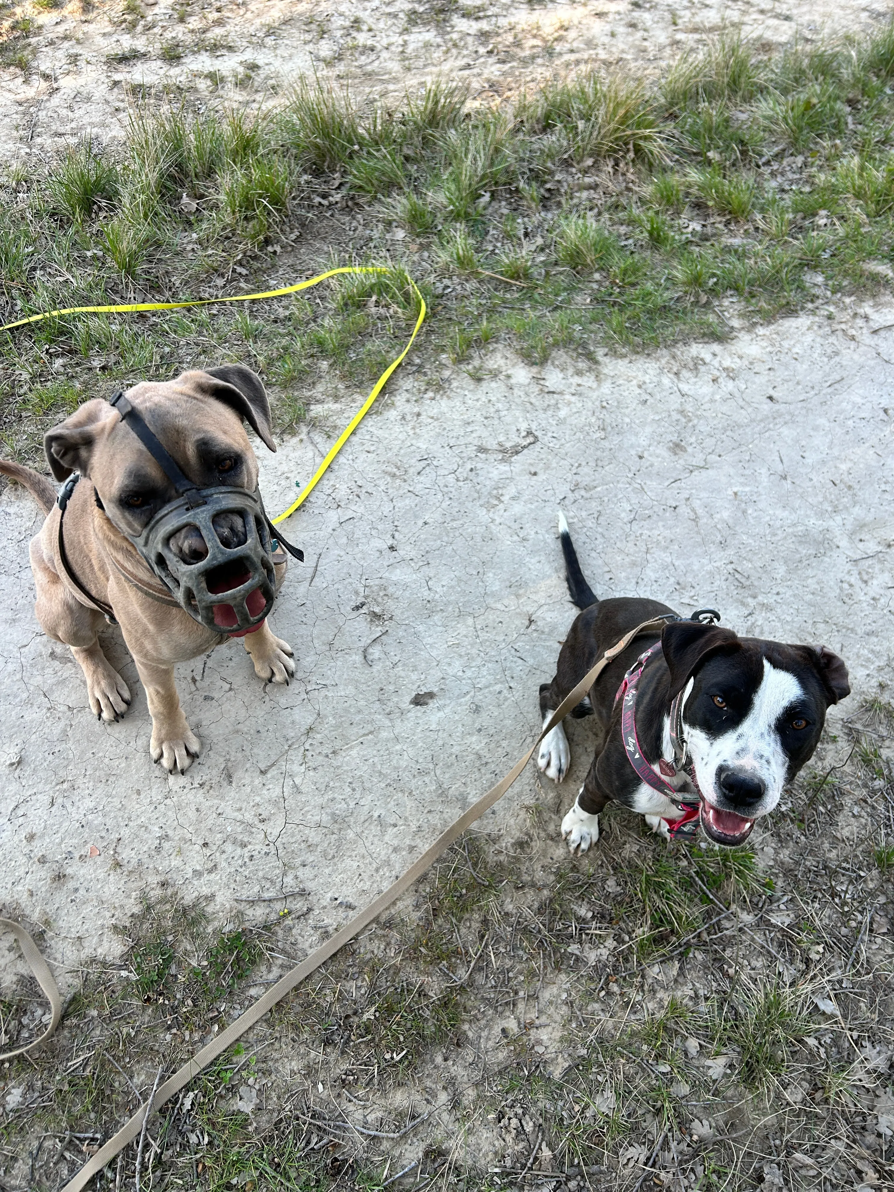 Photo Dog'In