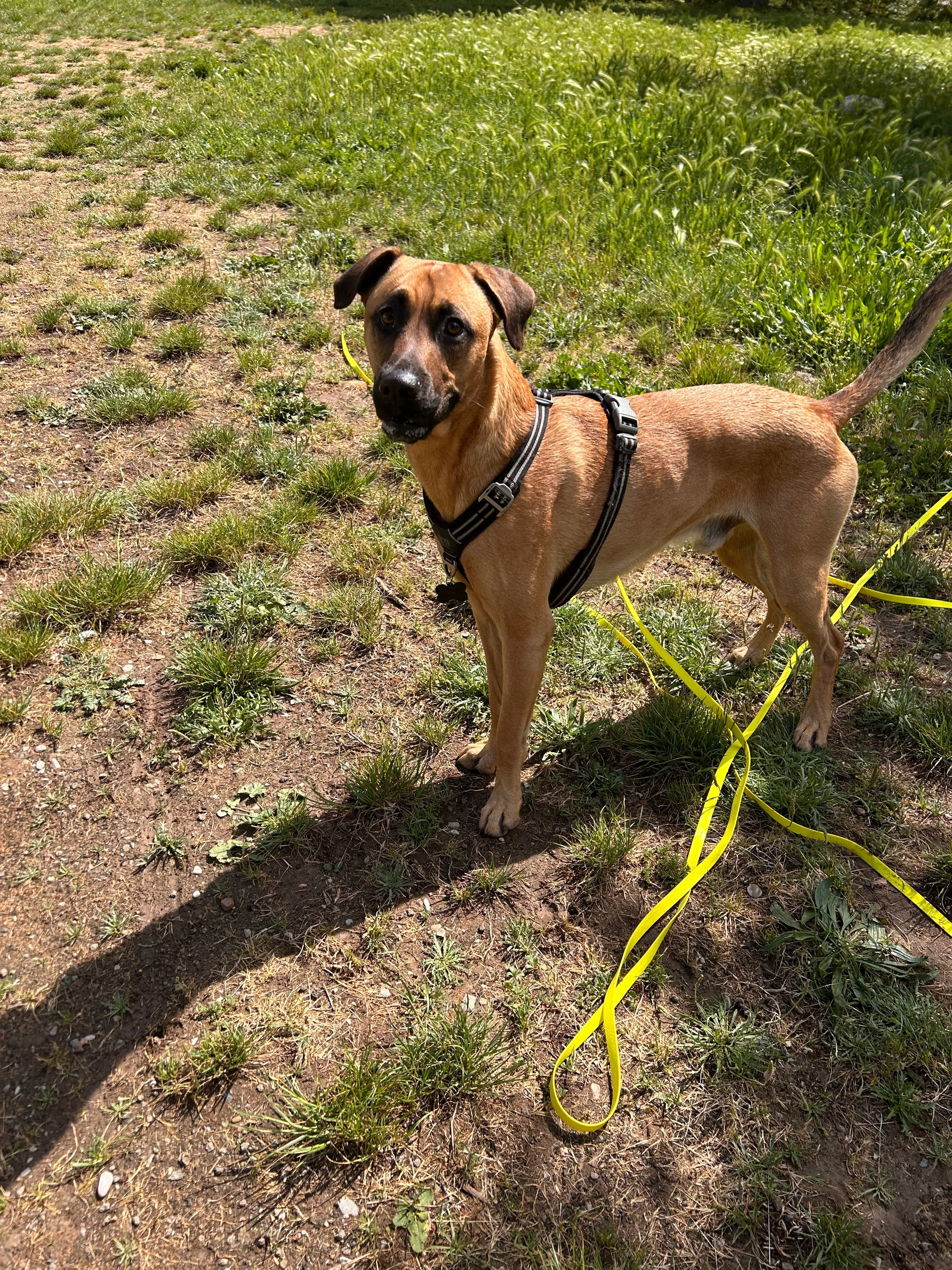 Photo Dog'In