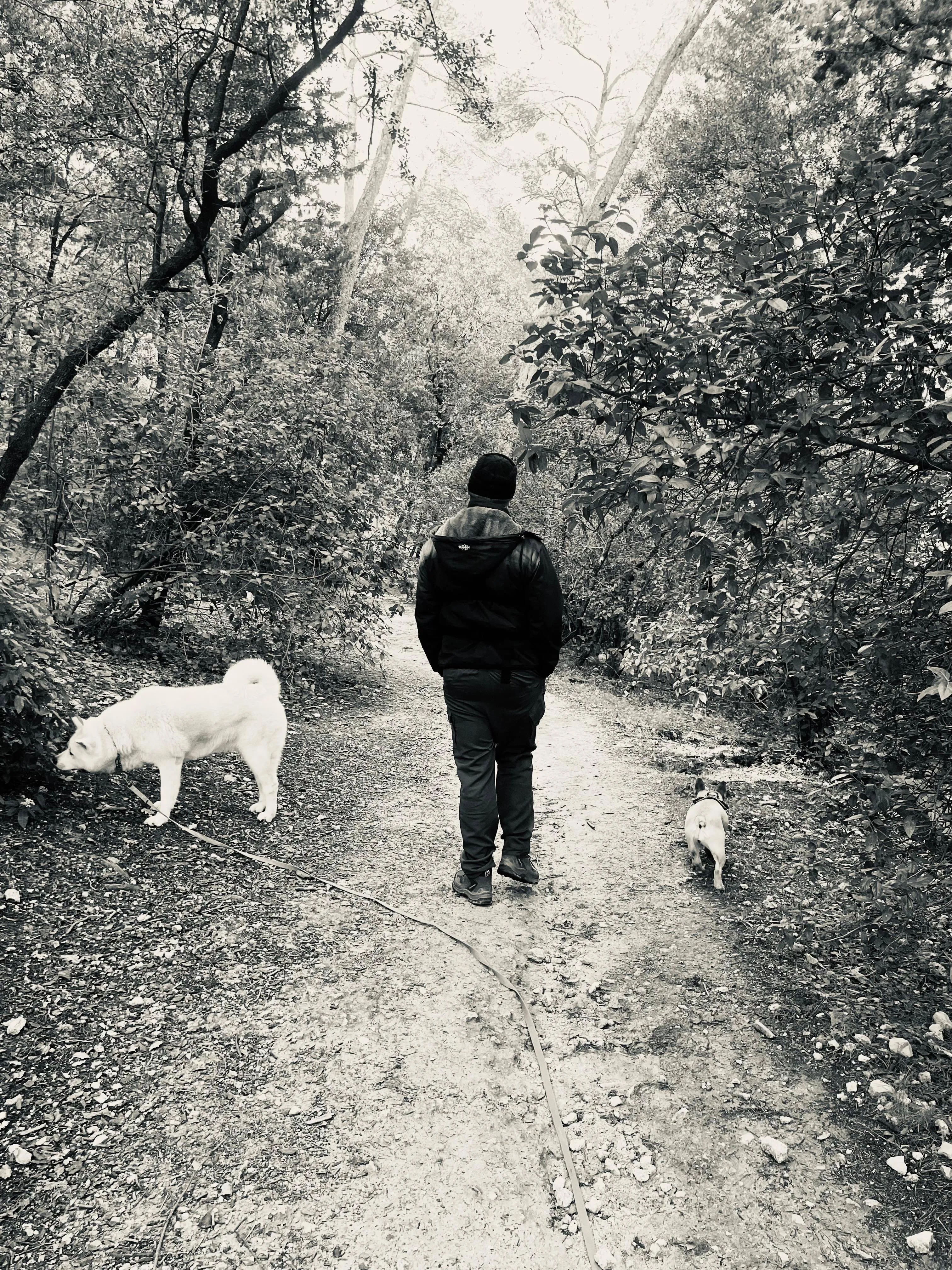 Photo Dog'In