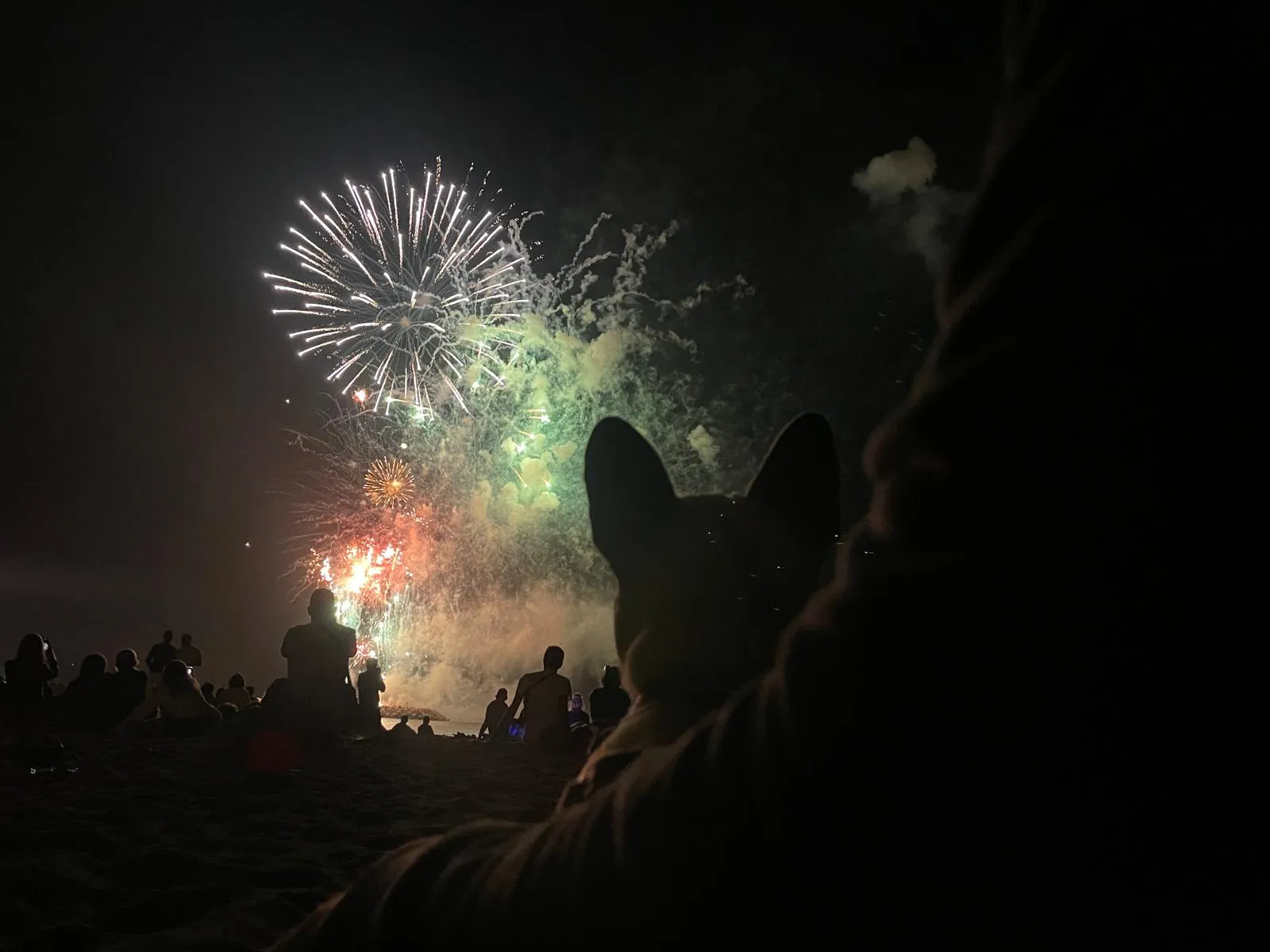 Photo Dog'In