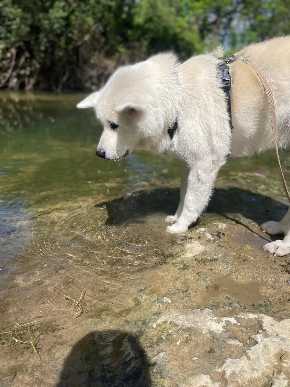 Photo Dog'In