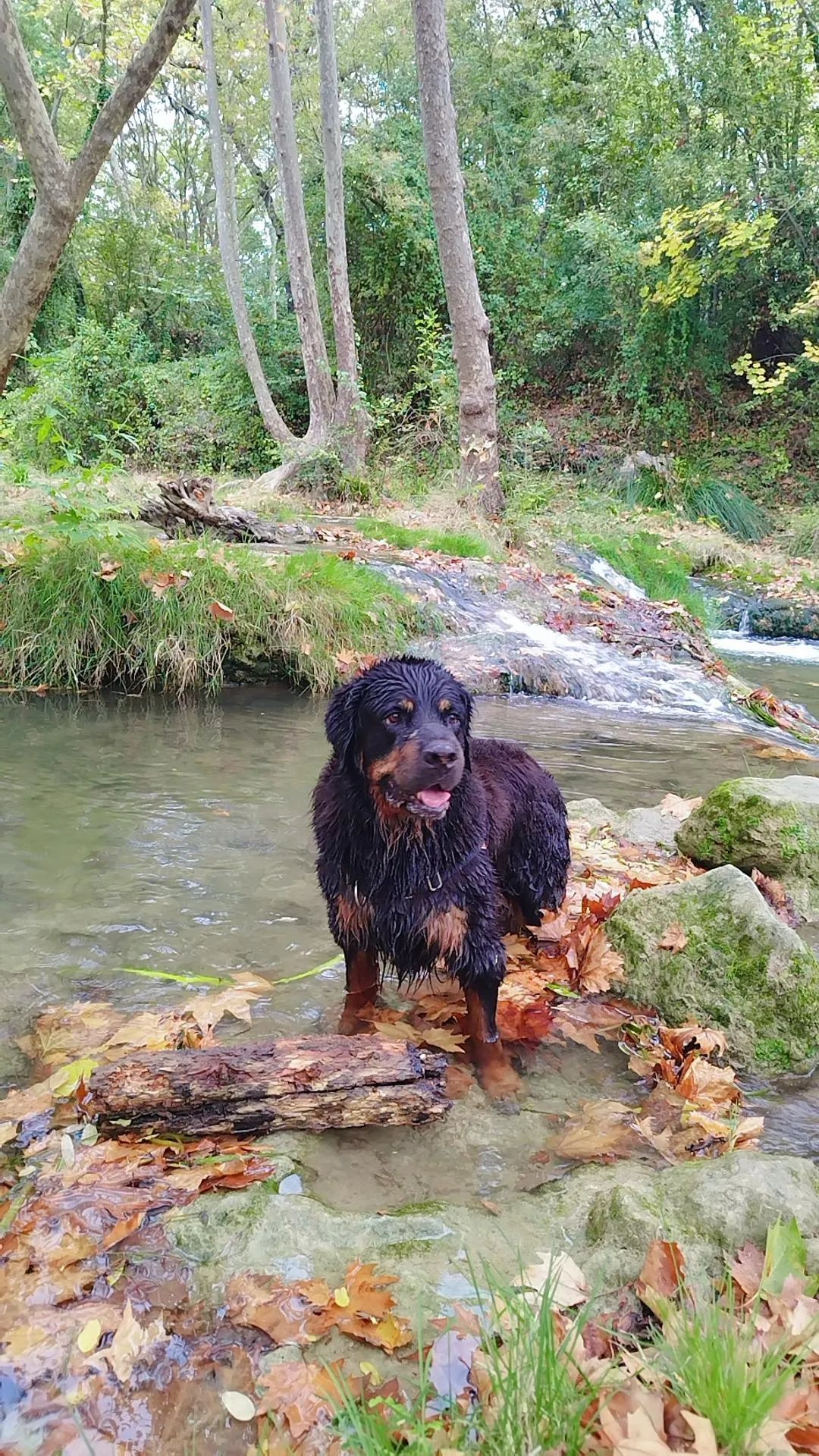 Photo Dog'In
