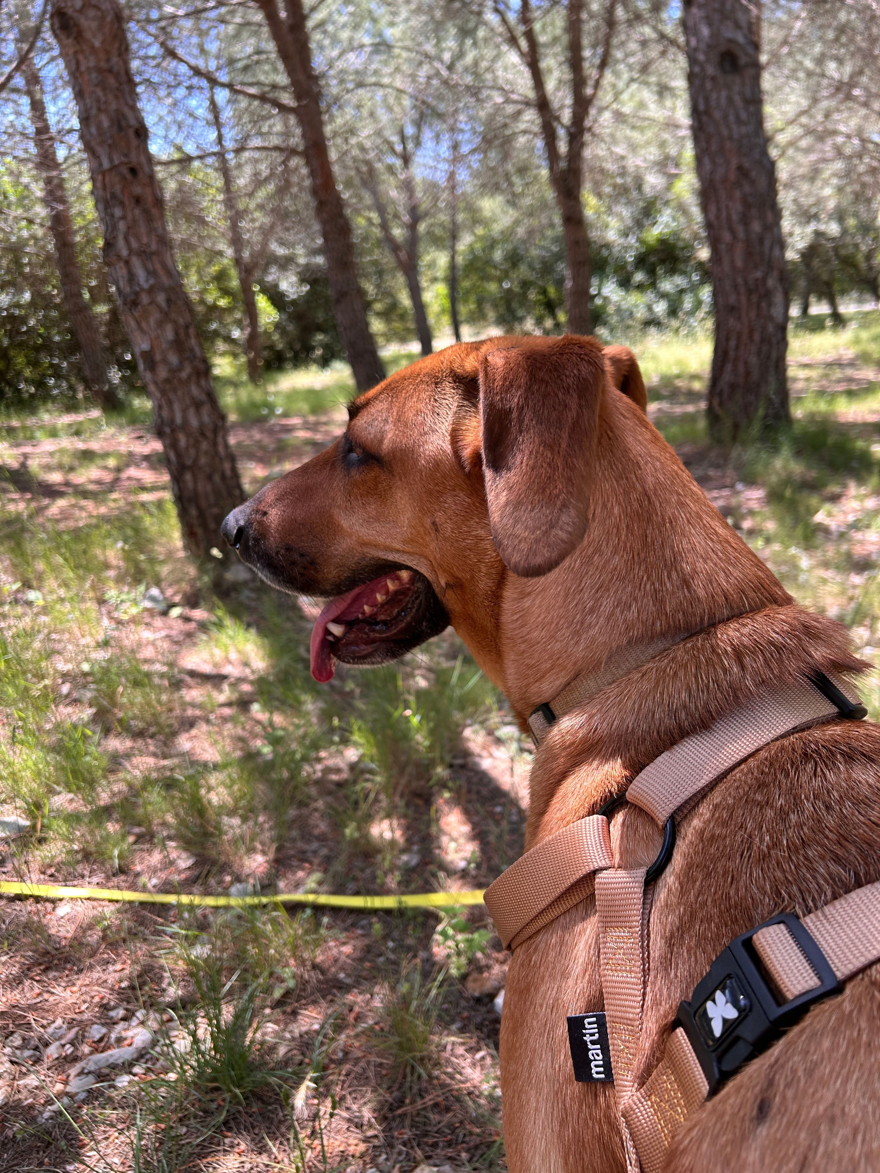 Photo Dog'In