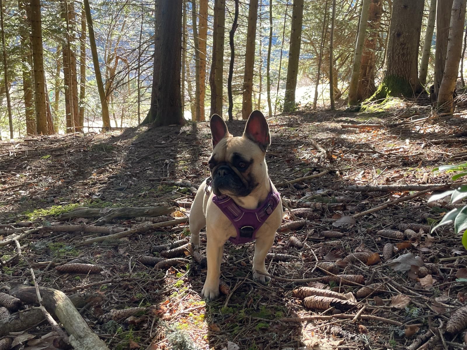 Photo Dog'In