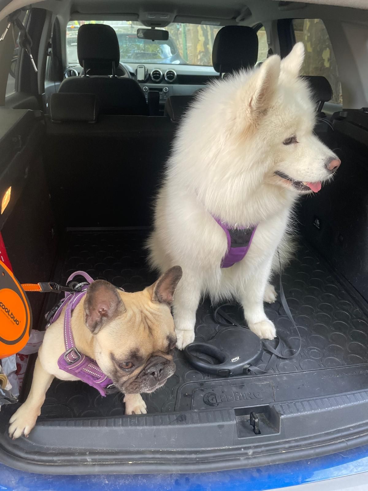 Photo Dog'In