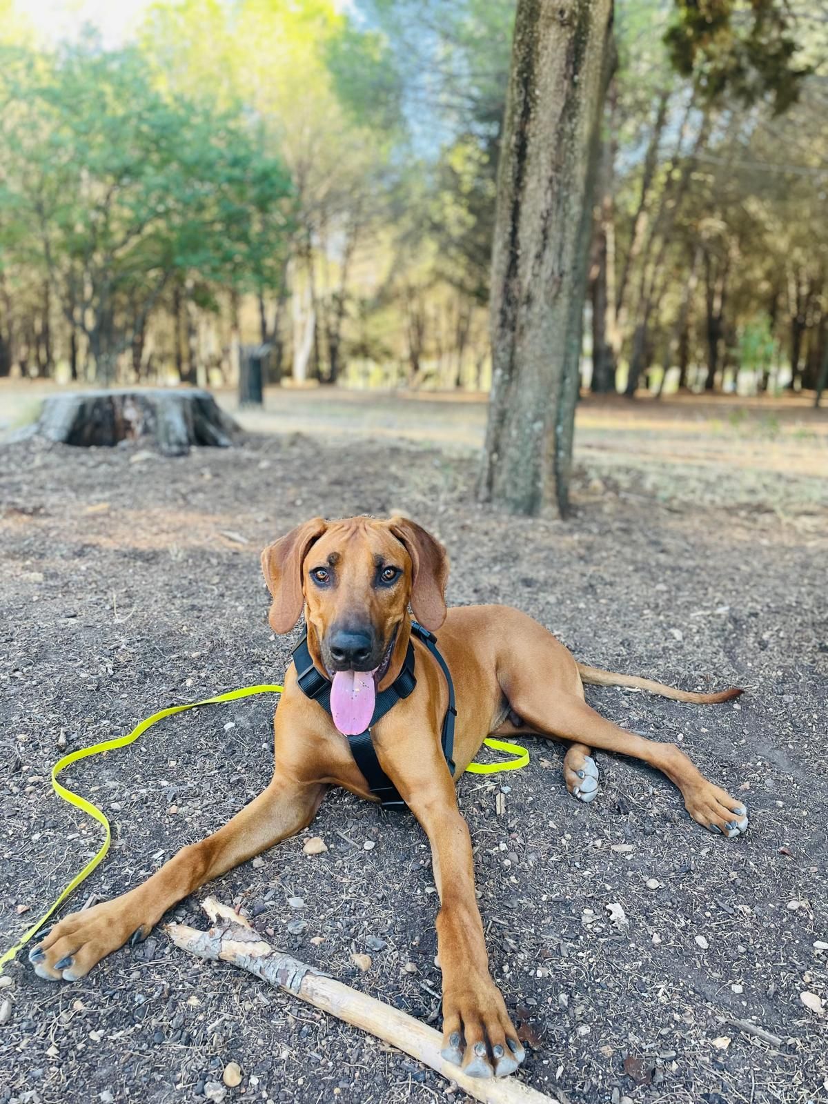 Photo Dog'In
