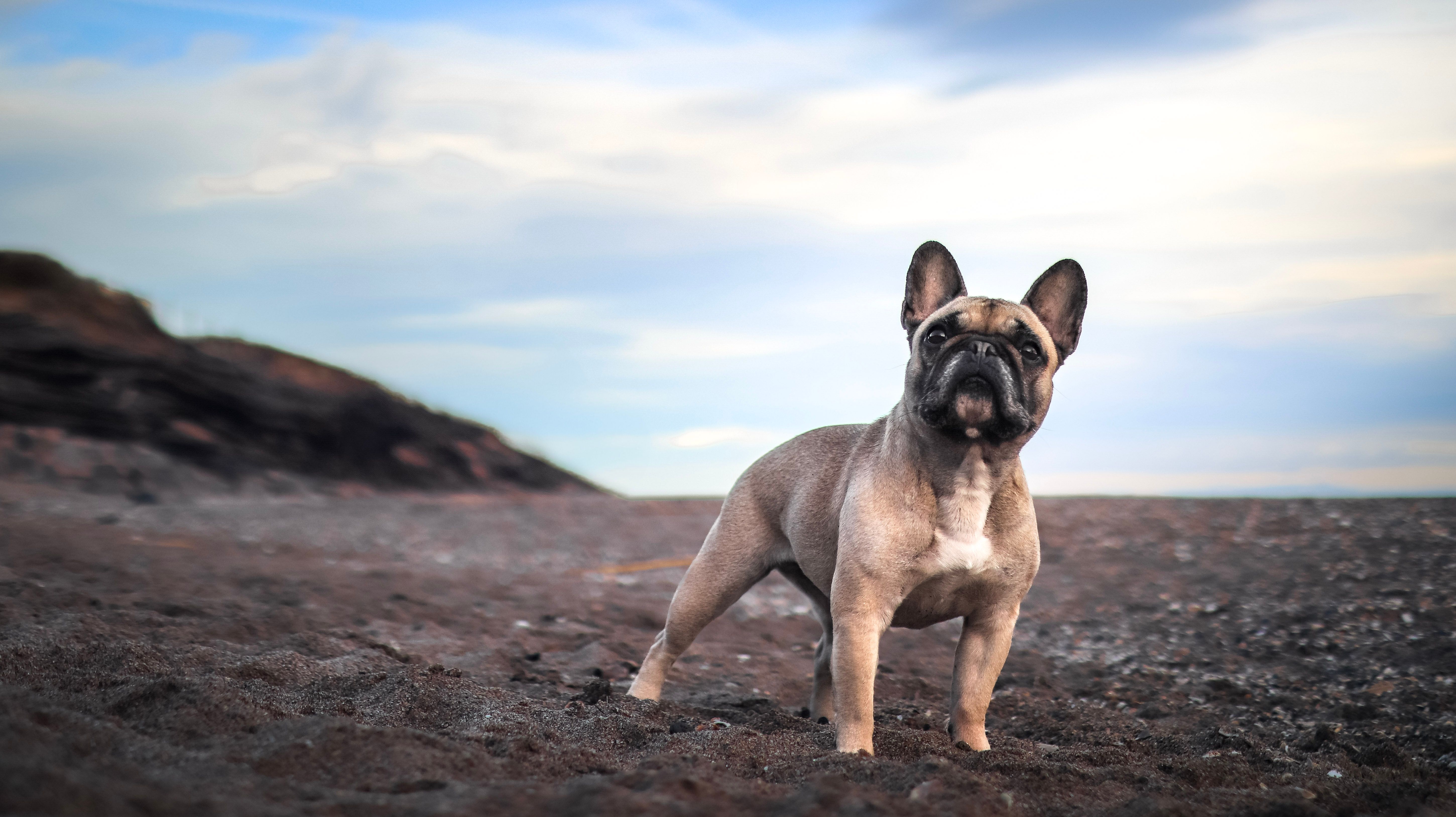 Photo Dog'In