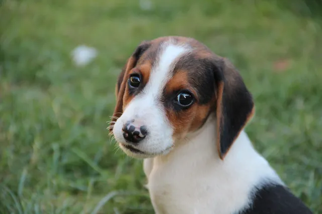 Préparer l'arrivée d'un chien : le guide complet