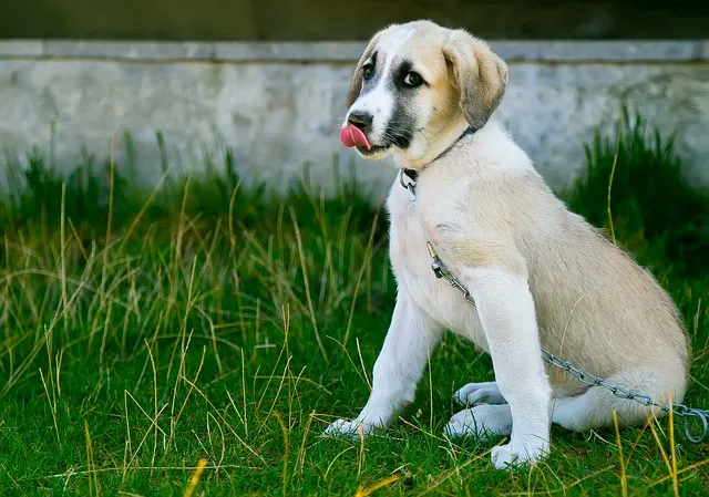 Les signaux d'apaisement : comprendre le langage de votre chien