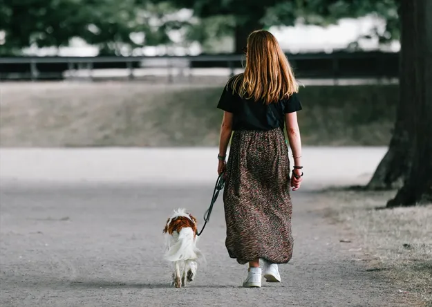 Mon chien tire en laisse : que faire