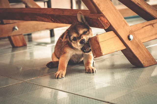 Chiot qui mordille : comprendre et canaliser