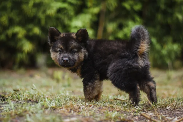 La propreté du chiot : méthode pas à pas