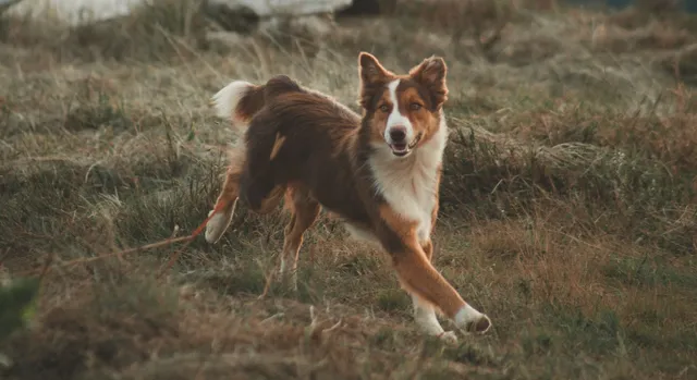 Le rappel : apprendre à son chien à revenir