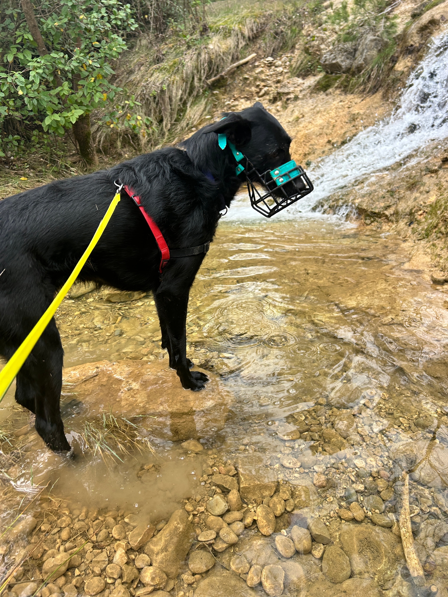 Photo Dog'In